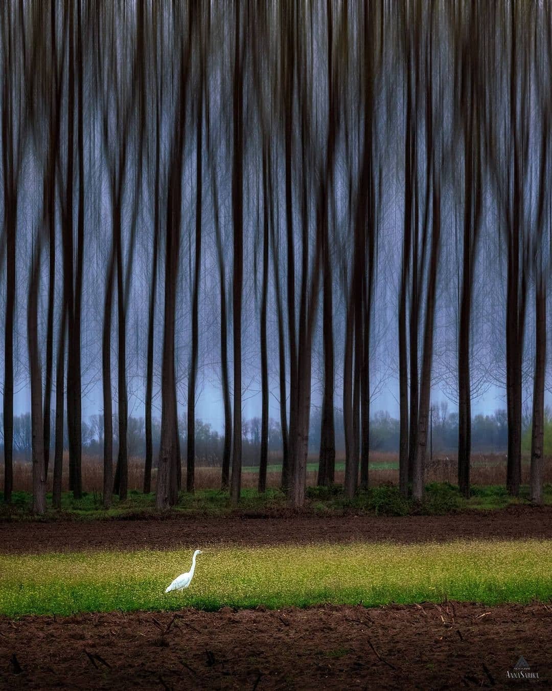 Greece - forest - production - company scouting.jpg