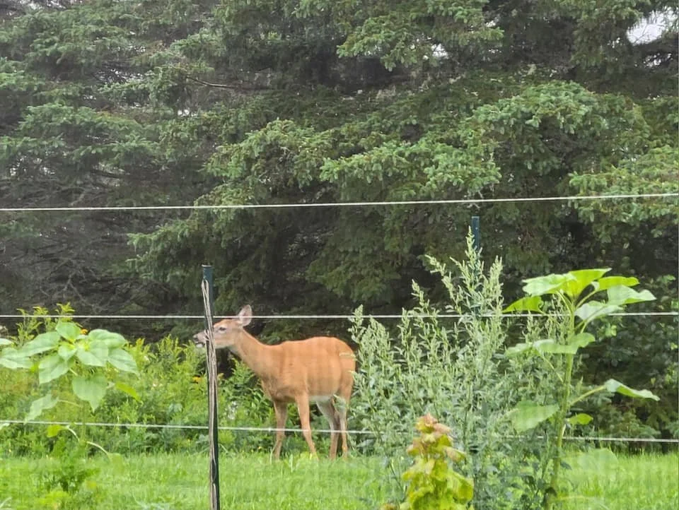 Oh, Deer: A Postcard from Washington County