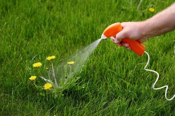 person spraying dandelion with weed killer