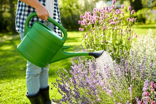 person watering plants with watering can