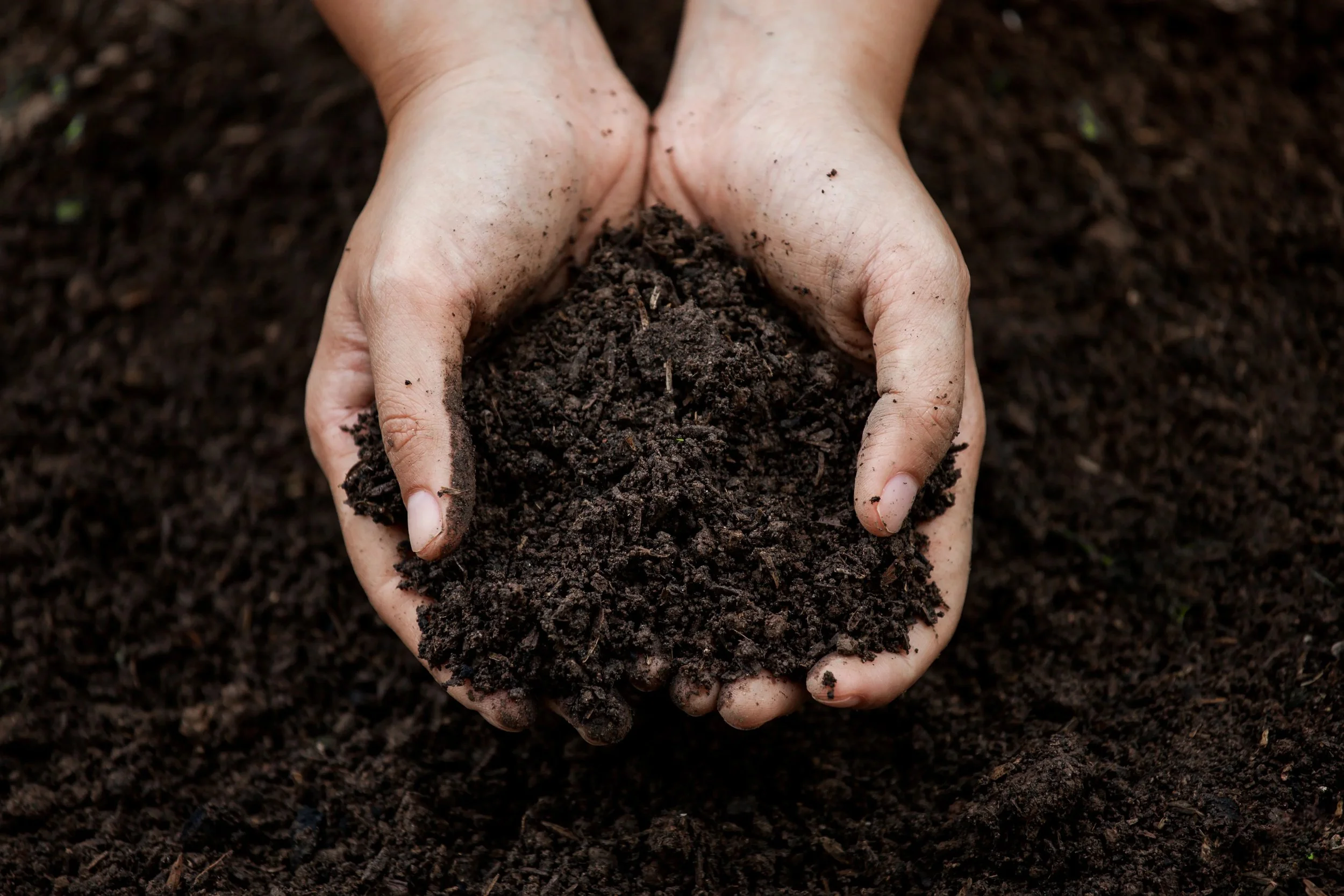 hands holding potting soil