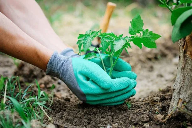 person wearing garden gloves holding plant