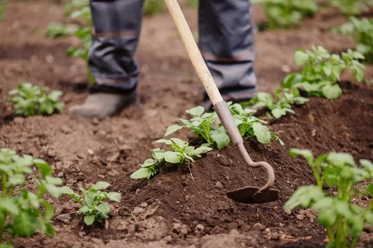 person using garden hoe between plants