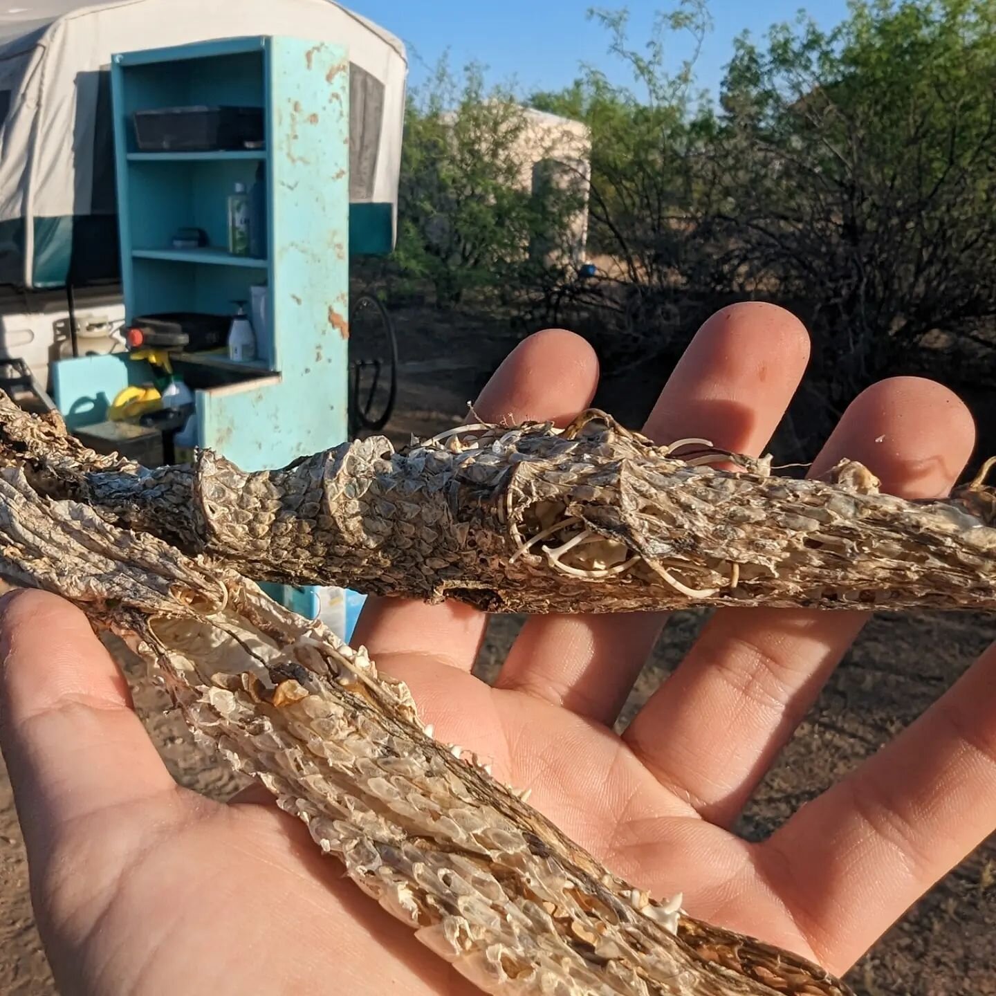 I know you had to have wondered to yourself at least once, &quot;what does an old and dried up rattlesnake look like?&quot; Well, friend, look no further because I have one, and I'd love to show you. 

I am spending some time in the outdoor studio (A