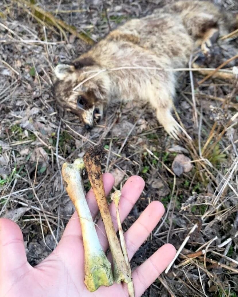 One year ago my dog led me to this precious little coon in the middle of the forest. I found the decomposed remains of another raccoon just feet away, but I wanted to keep up with this one as she was so perfect. She just reached the bloating phase, s