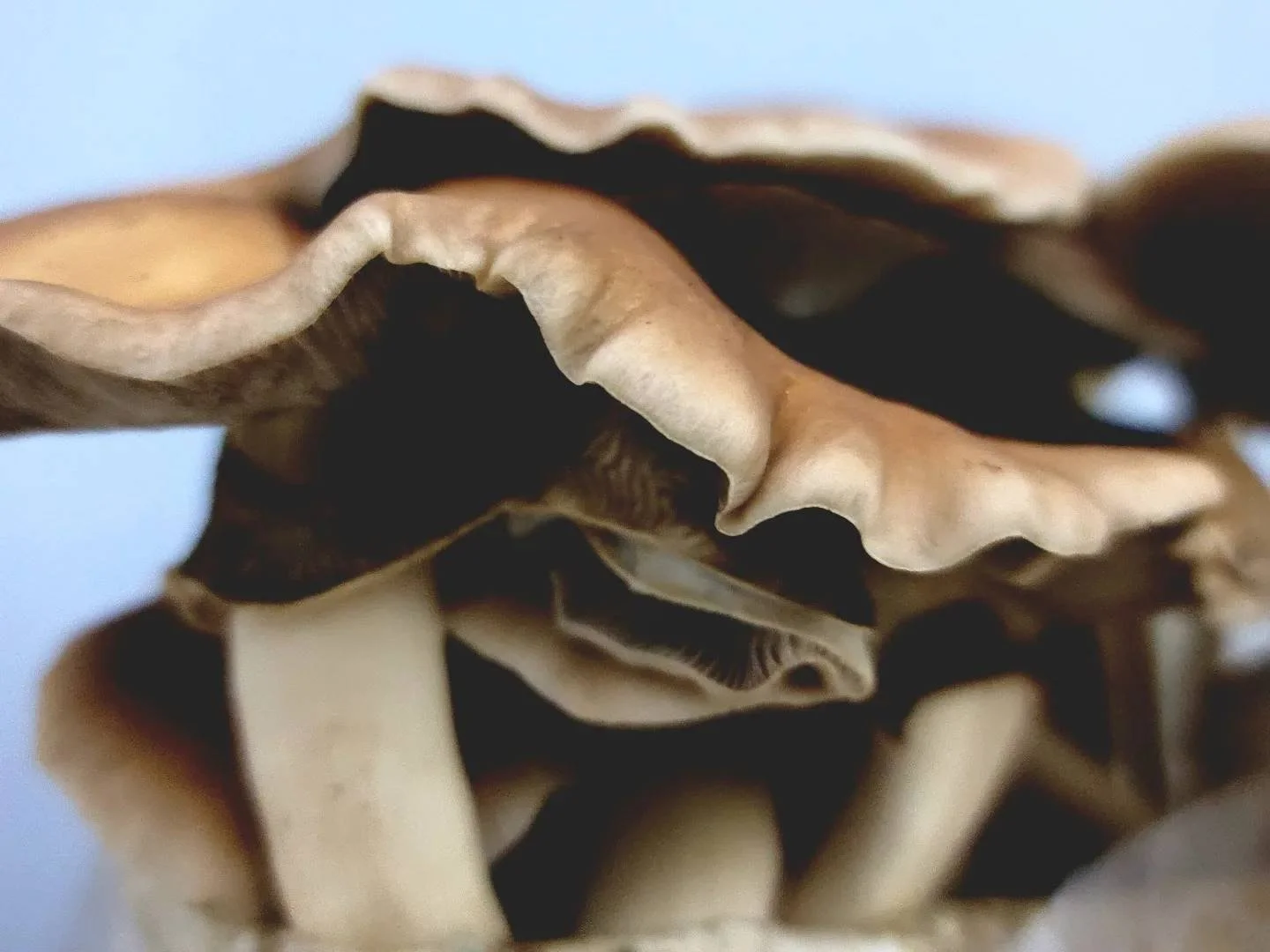 pioppino downrzsie.jpg