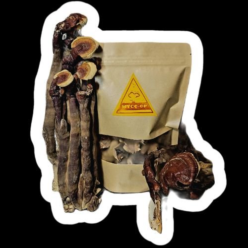 Untitled design (11).jpg