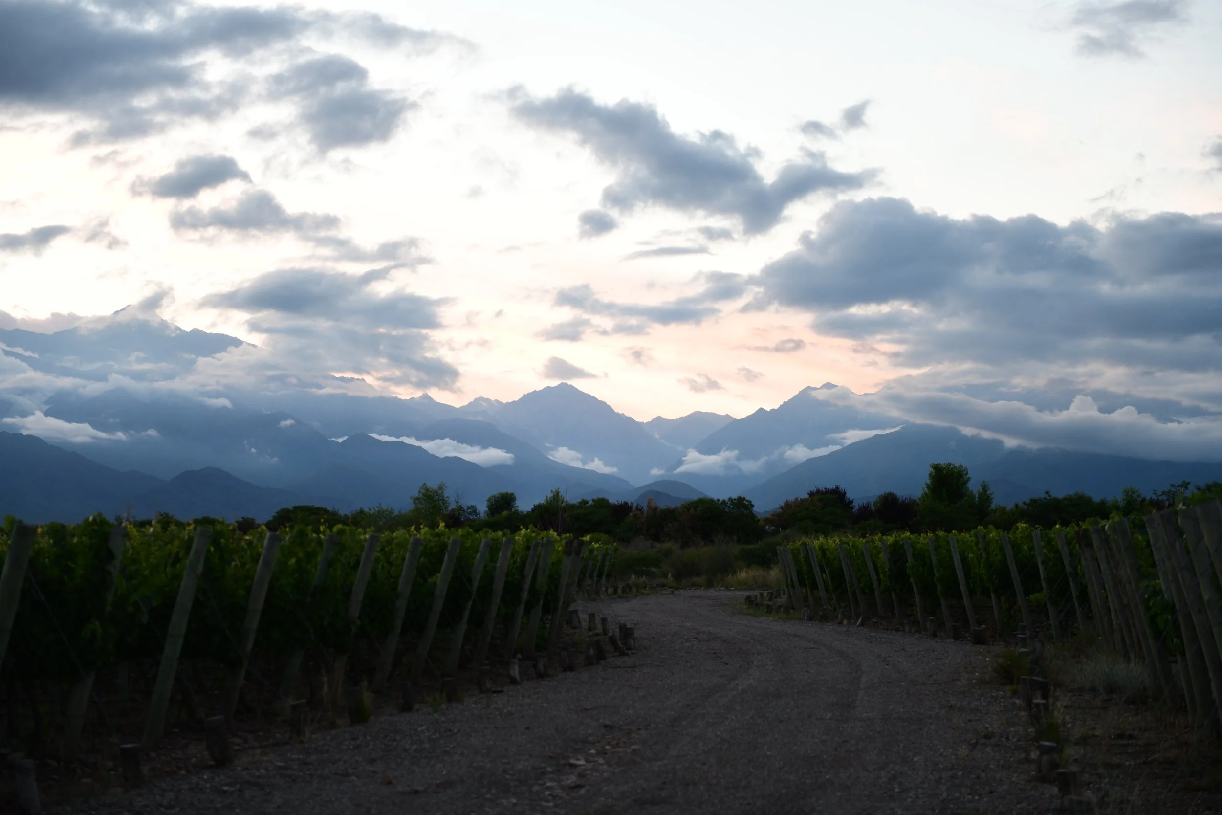 Nunum Vineyard facing West