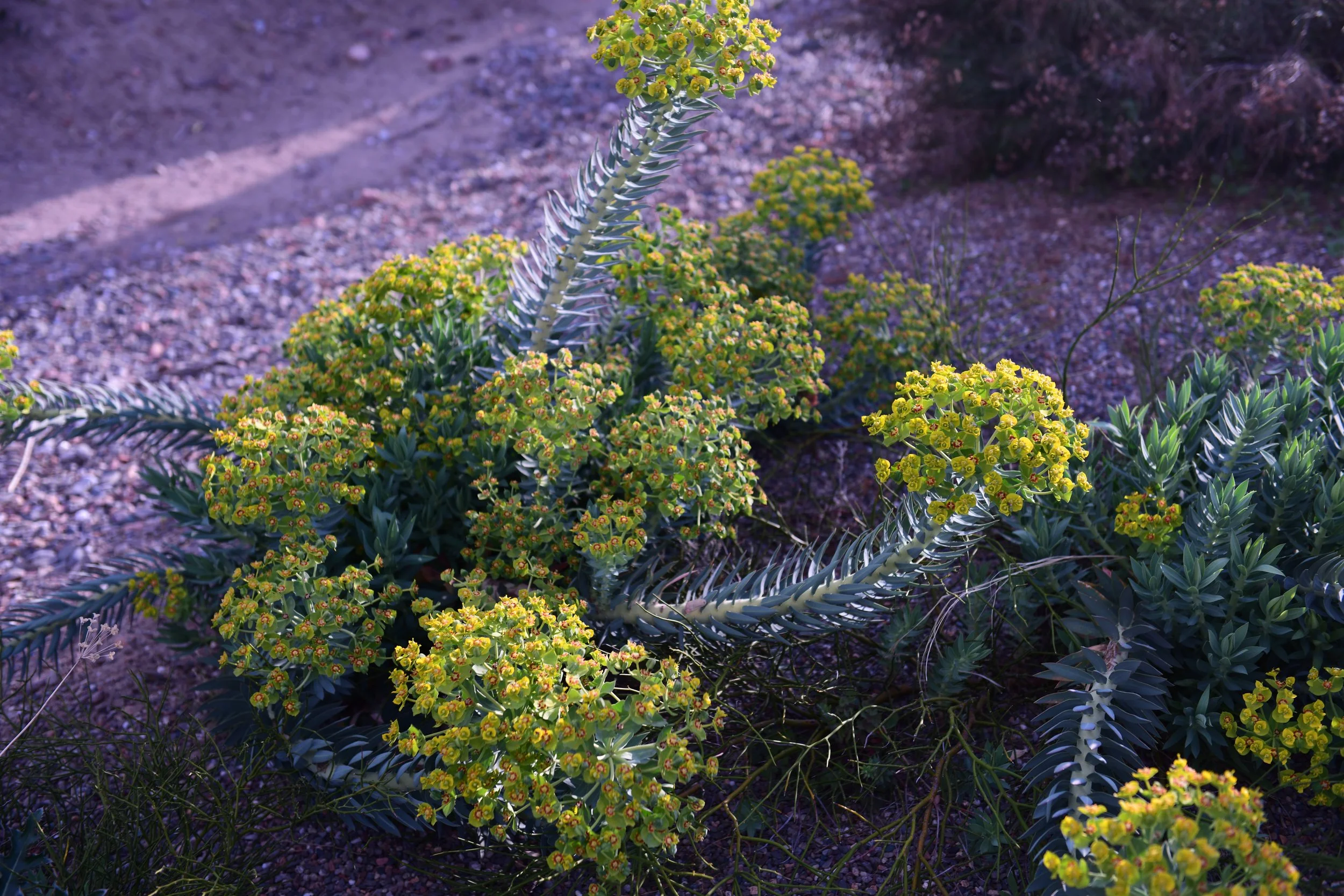 La Ramada, Native Flowering Plants