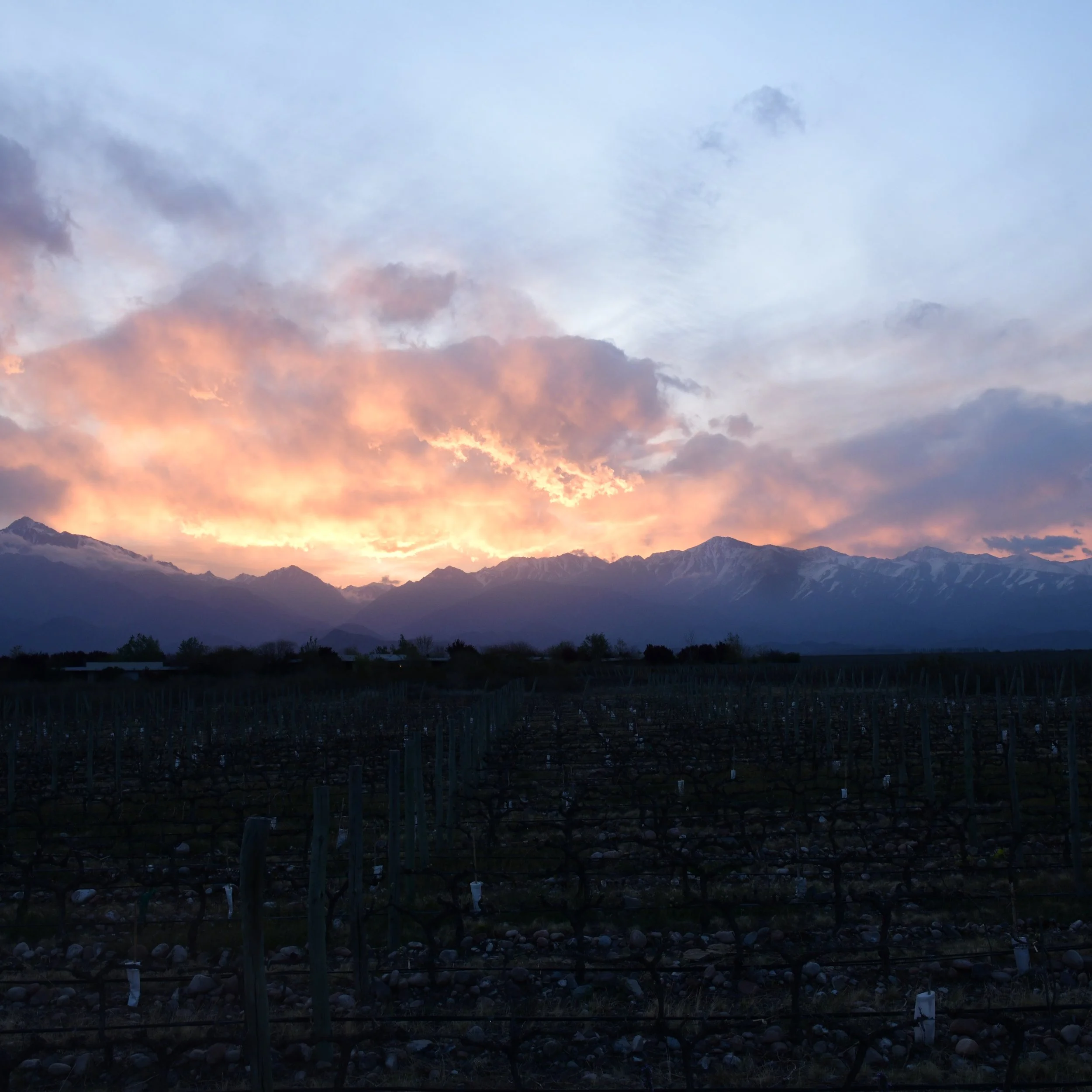 Nunum Vineyards at Sunset