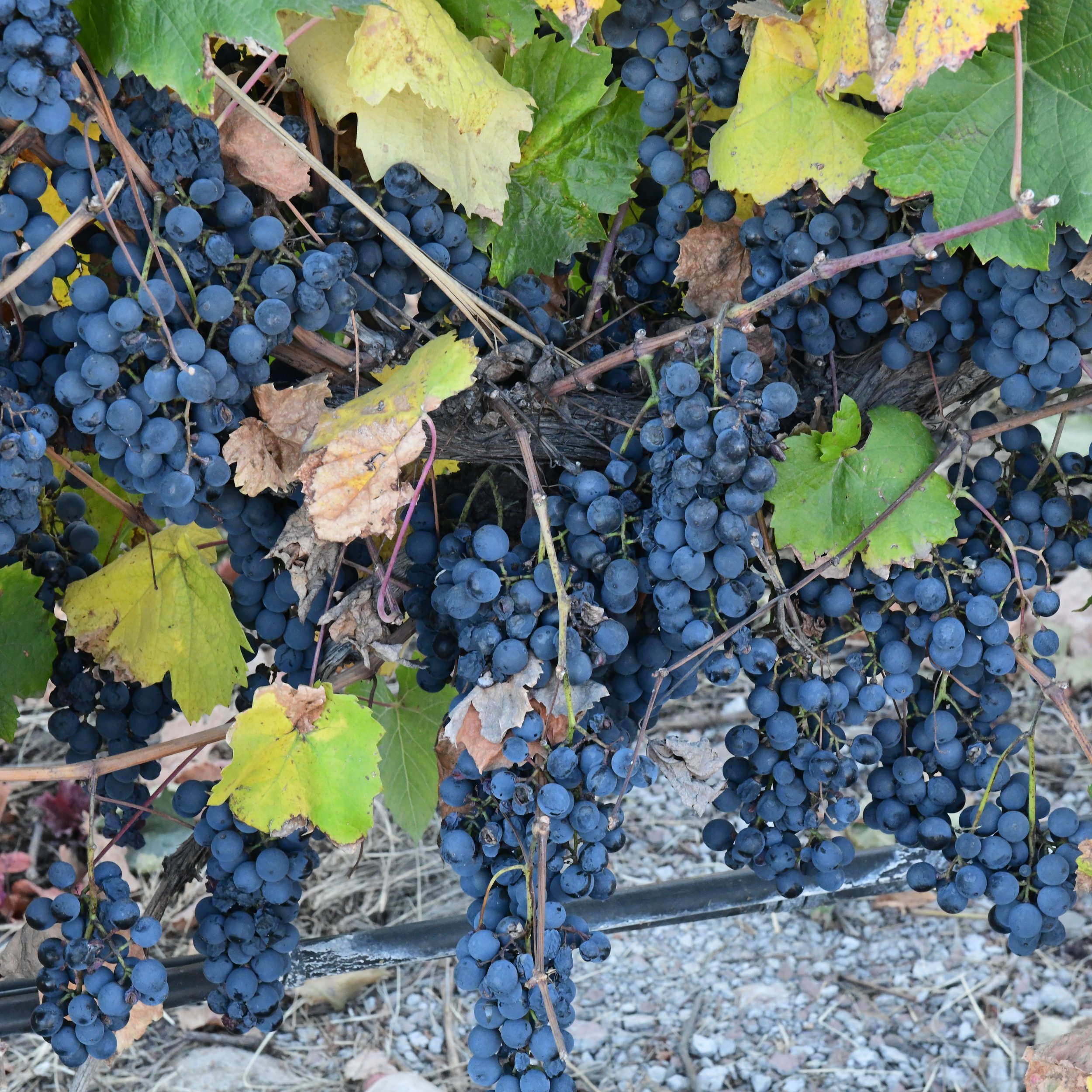 Nunum Vineyard Grape Clusters