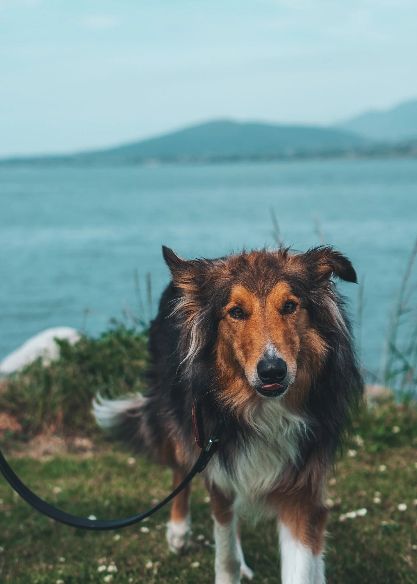 A dog standing on grass near a body of water with mountains in the background.