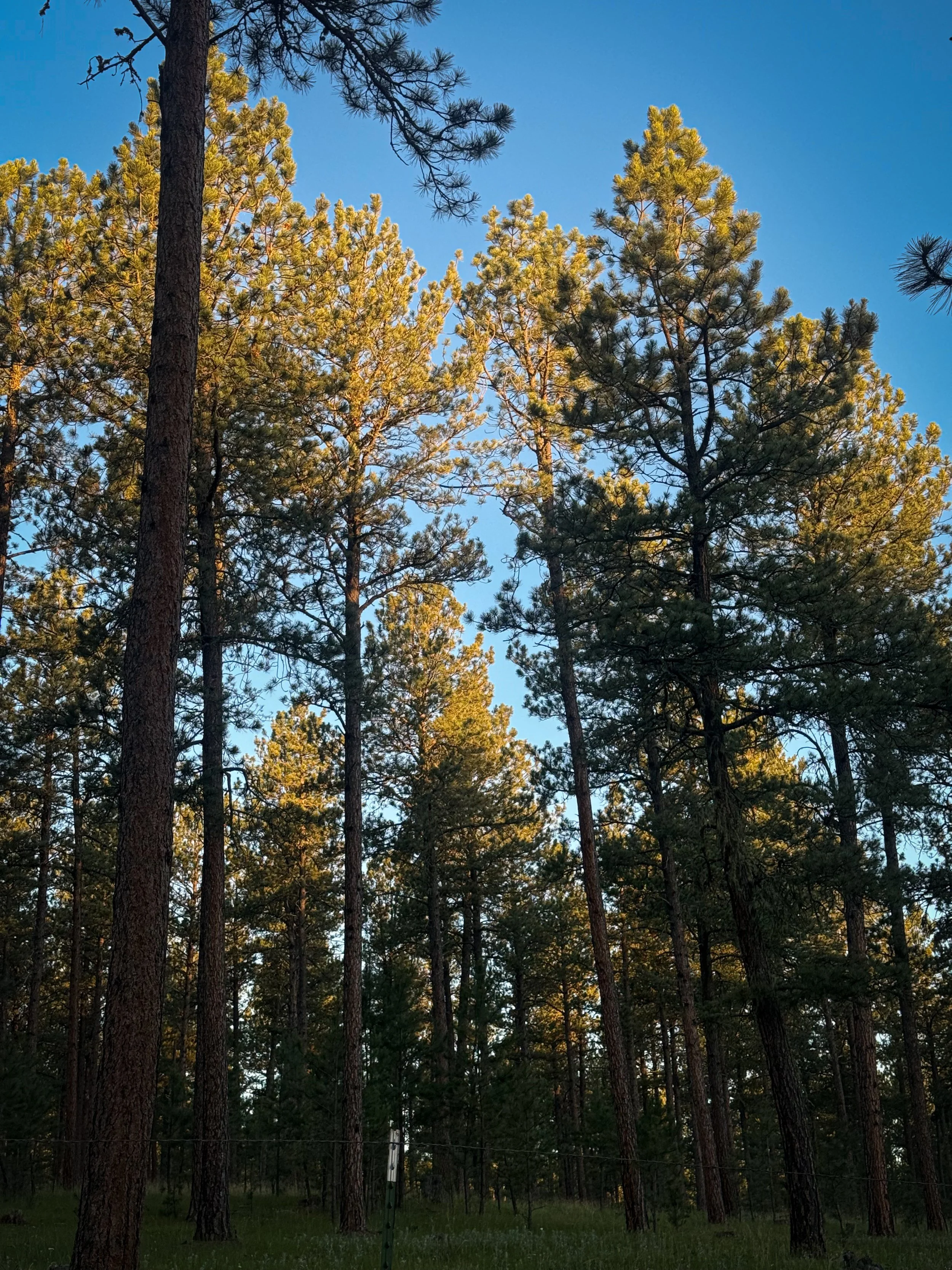 November Women's Retreat – Gratitude 🍂