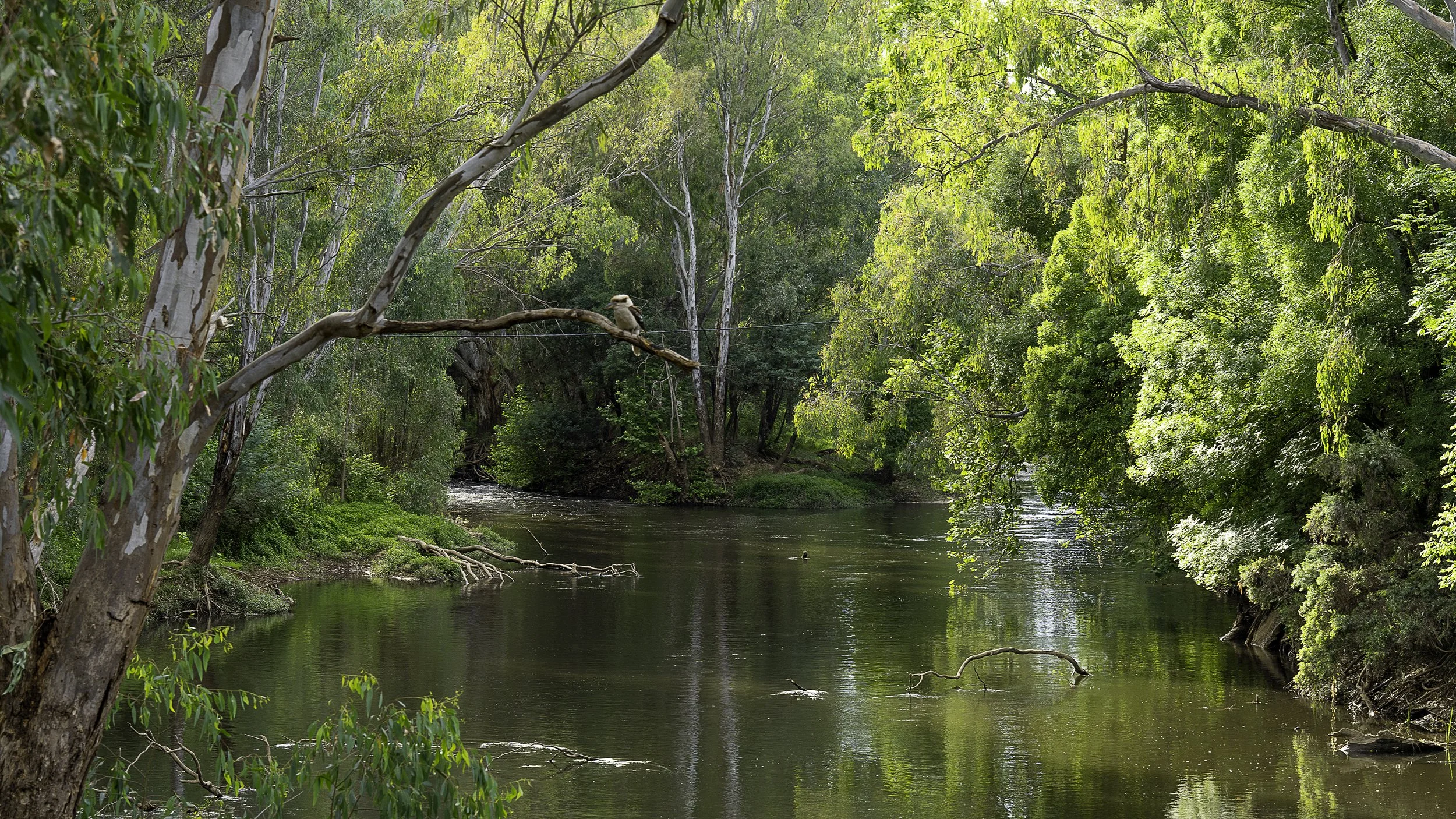 Ovens River junction in Wangaratta.