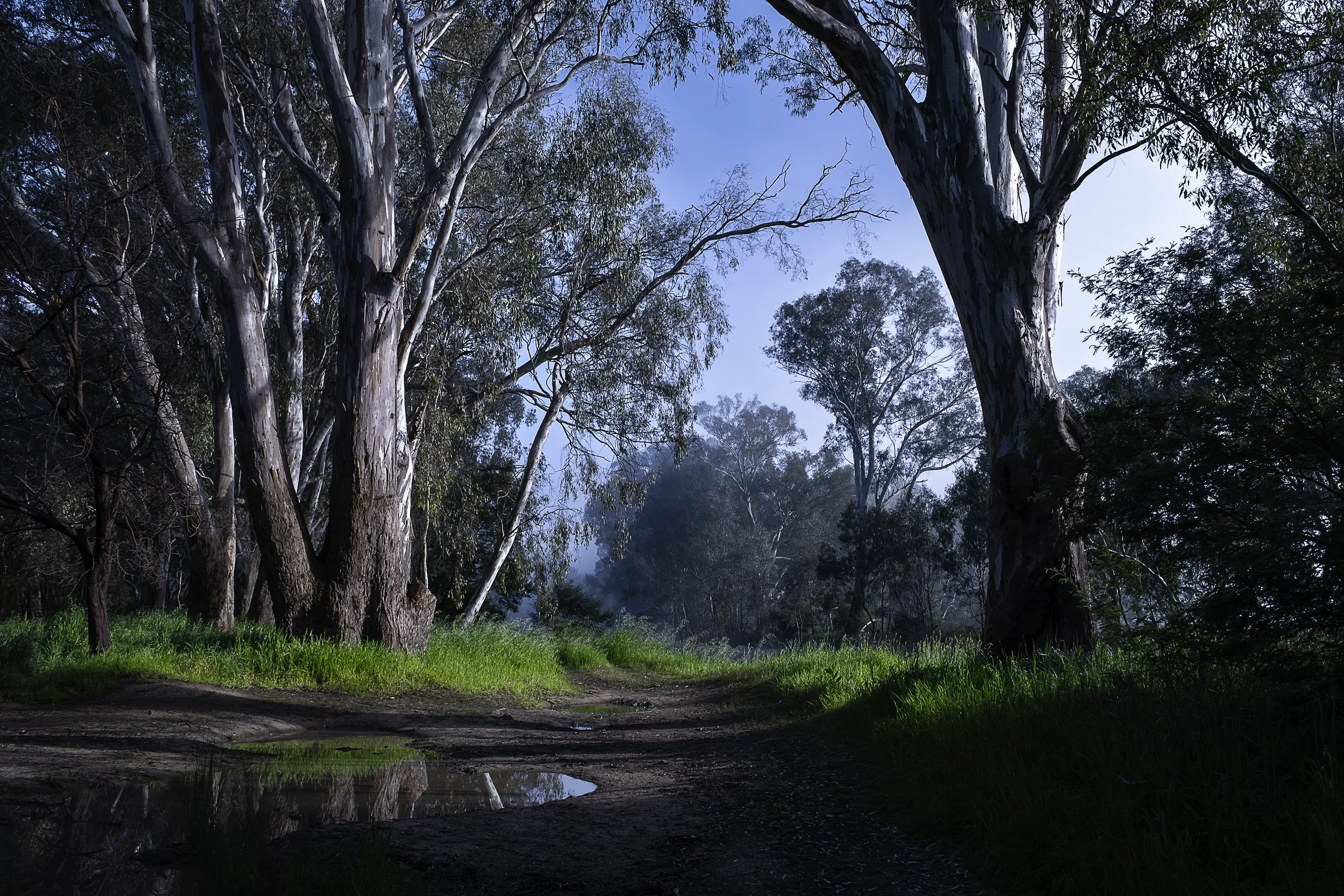 The banks of the Ovens River in Wangaratta in north-east Victoria. Large river red gums, puddle in the foreground.