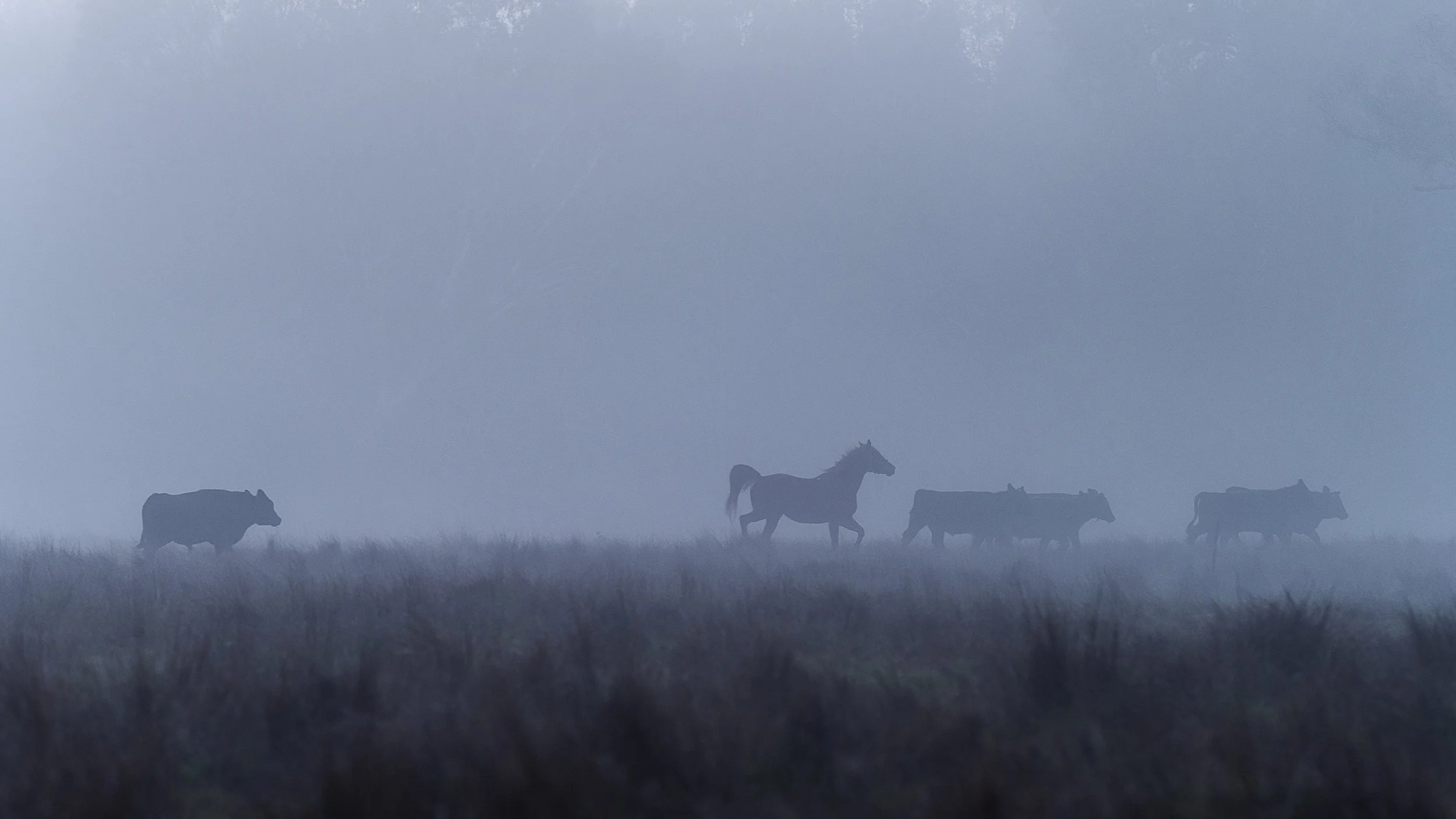 Horse chases cows in a paddock in Wangaratta.