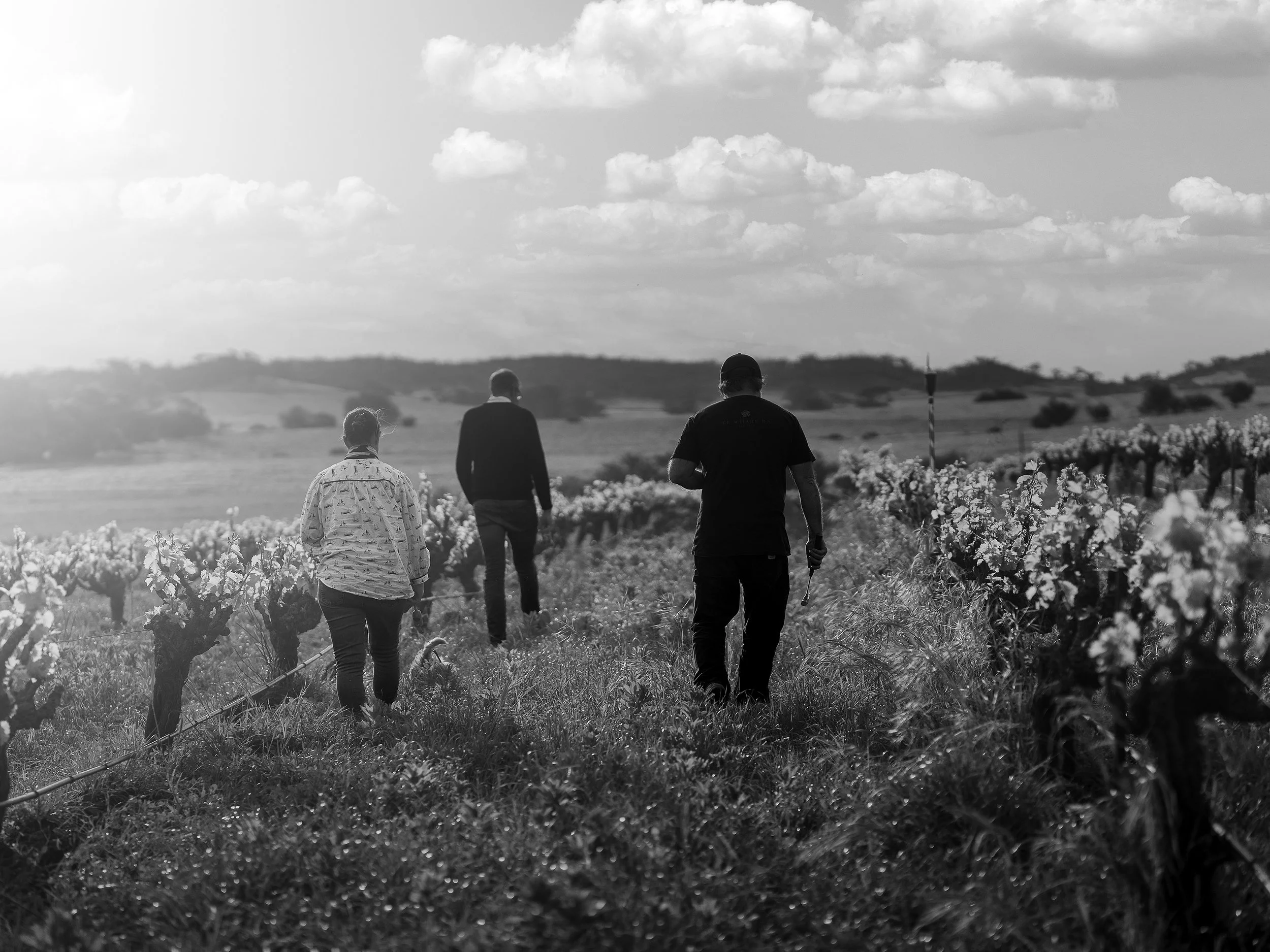 Winemaker Amelia Nolan, manager Dan Coward, and wine writer Dave Brookes walk through the Alkina vineyard at Greenock in the Barossa Valley.