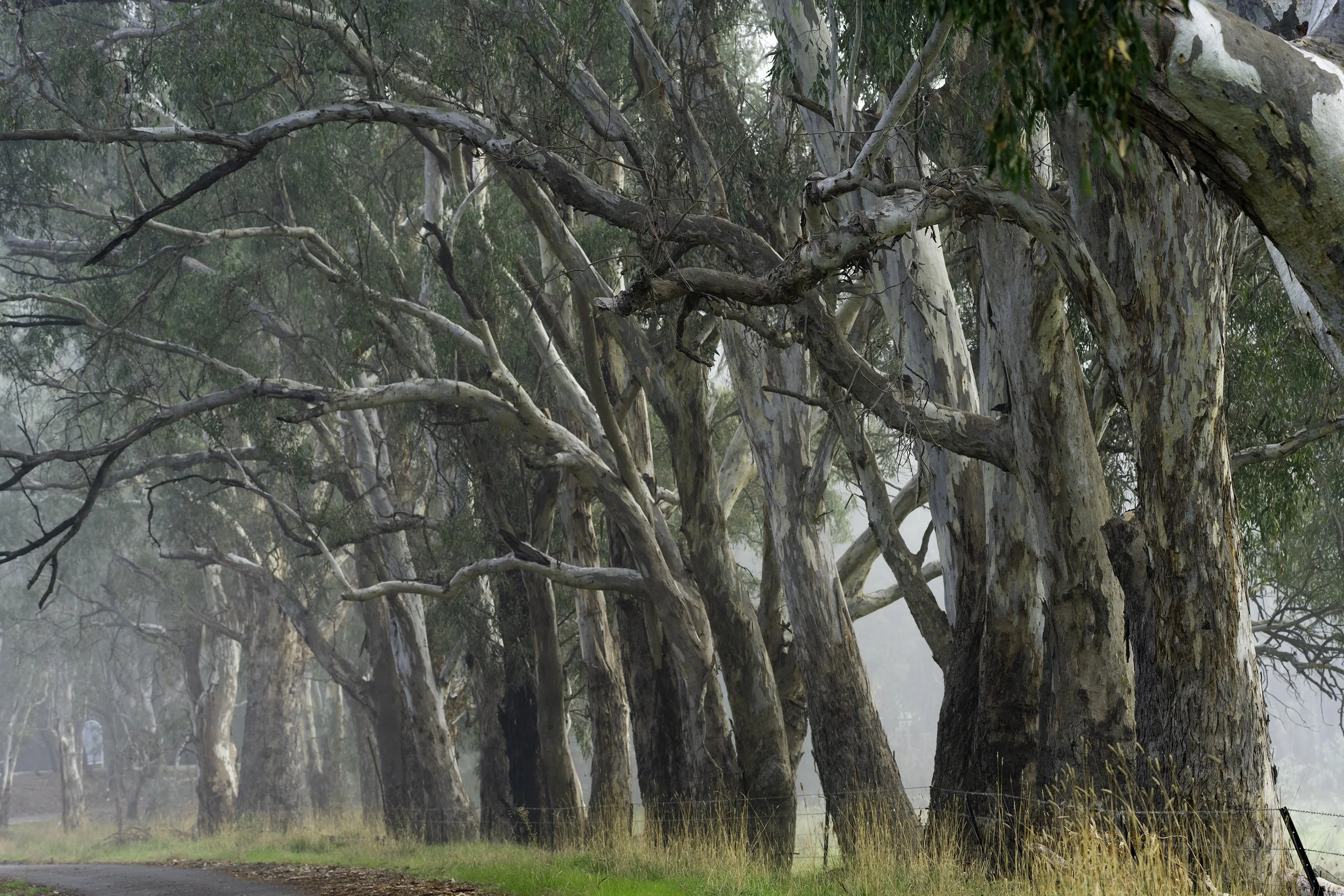 A long row of river red gums in the fog in Wangaratta.