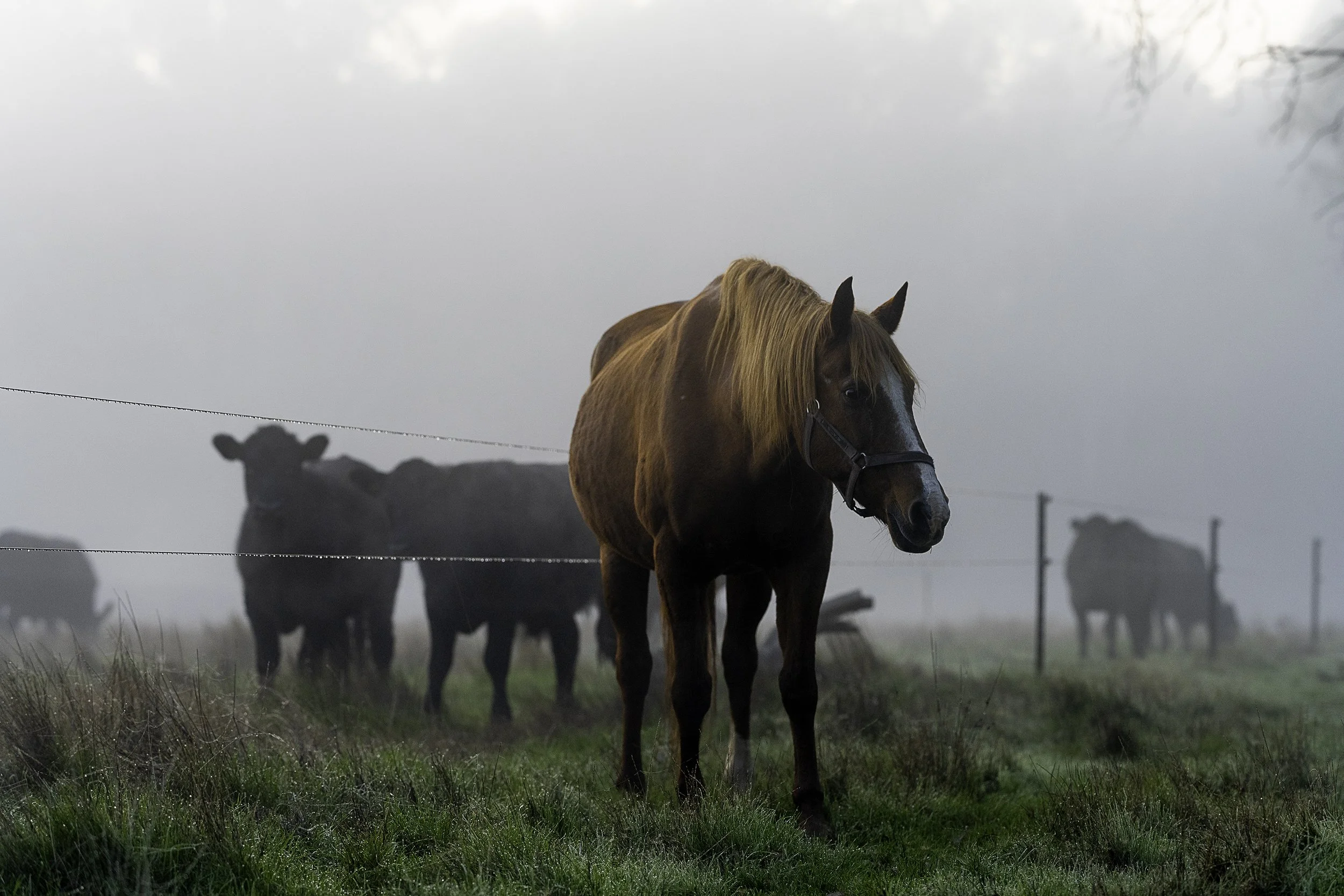 Horse in paddock, with cows, in Wangaratta.