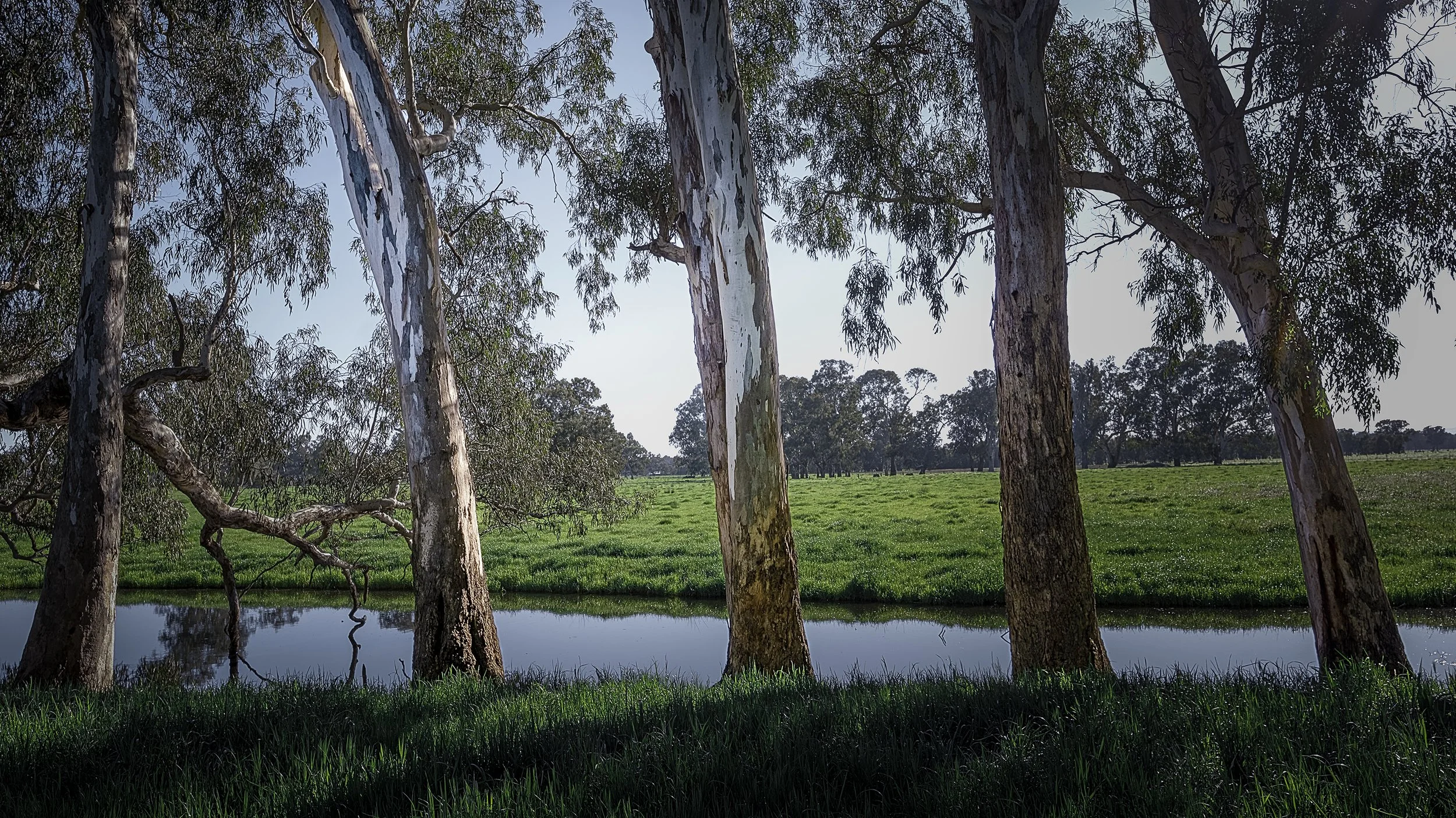Row of river red gums in Wangaratta.