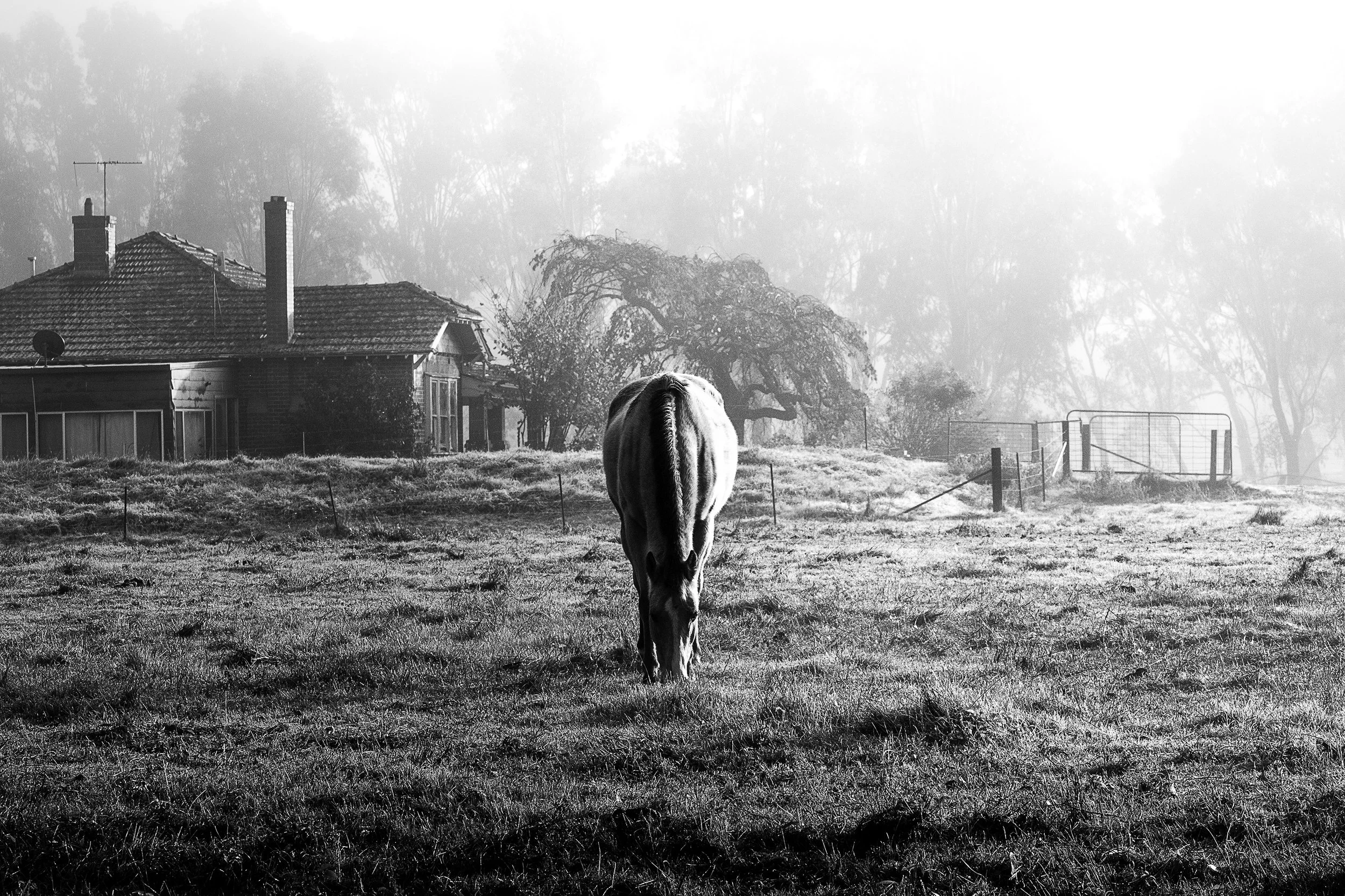 Horse in front of a house in Tone Road, Wangaratta, frosty morning, eating grass, moody.