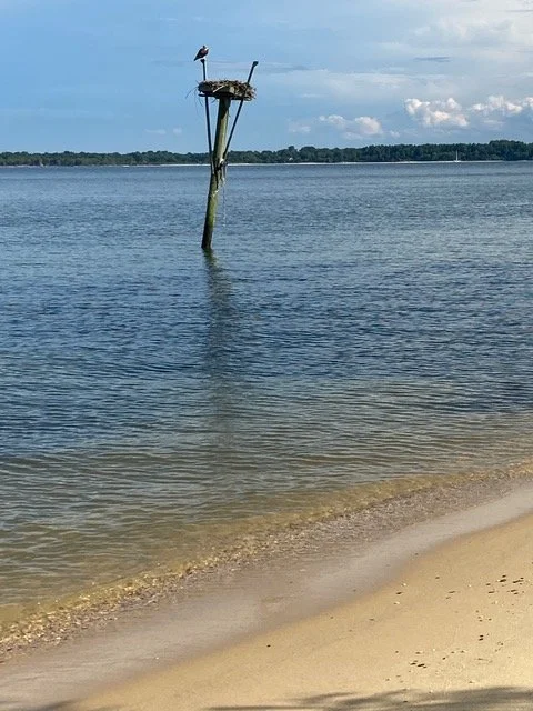 Osprey nest near our the Chesapeake Bay house