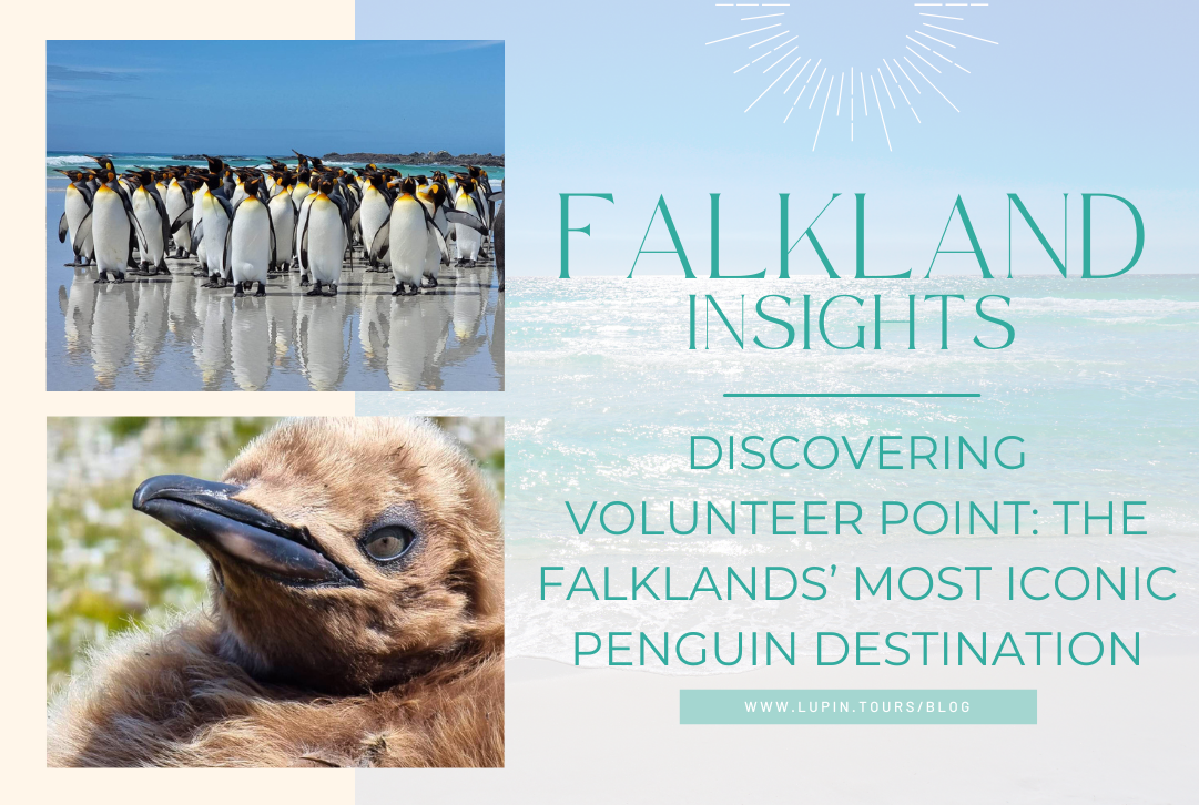 Discovering Volunteer Point: The Falklands’ Most Iconic Penguin Destination