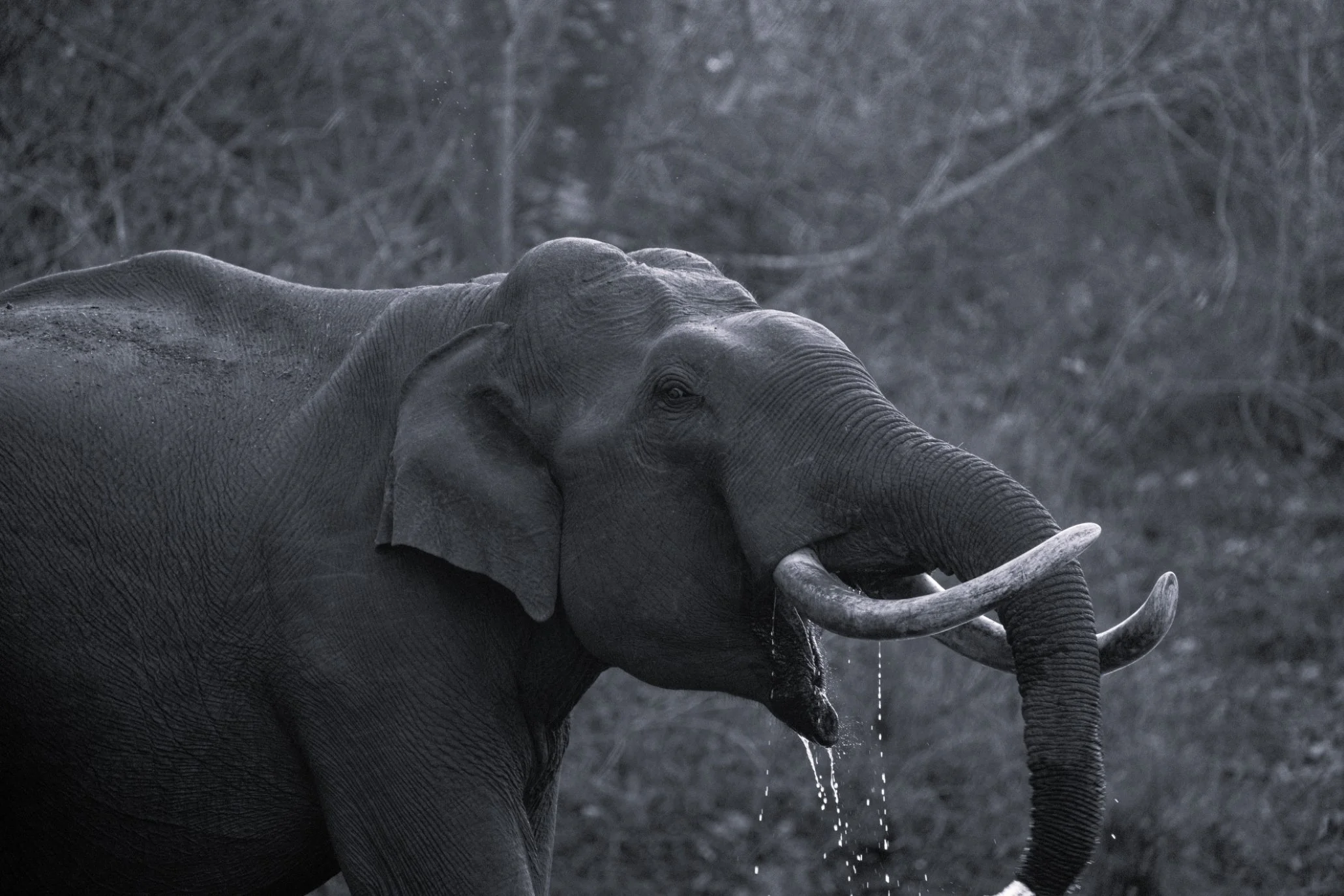N | Elephant | Maddur Badarinath | Score: 22