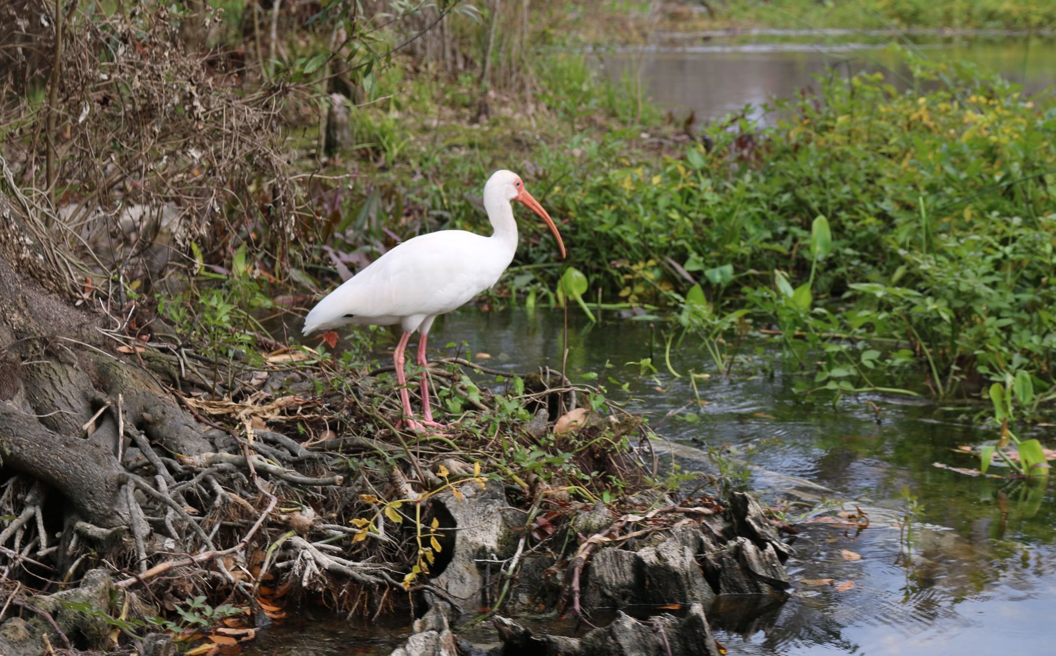 N | White Ibis | Christine Mooney | Score: 11
