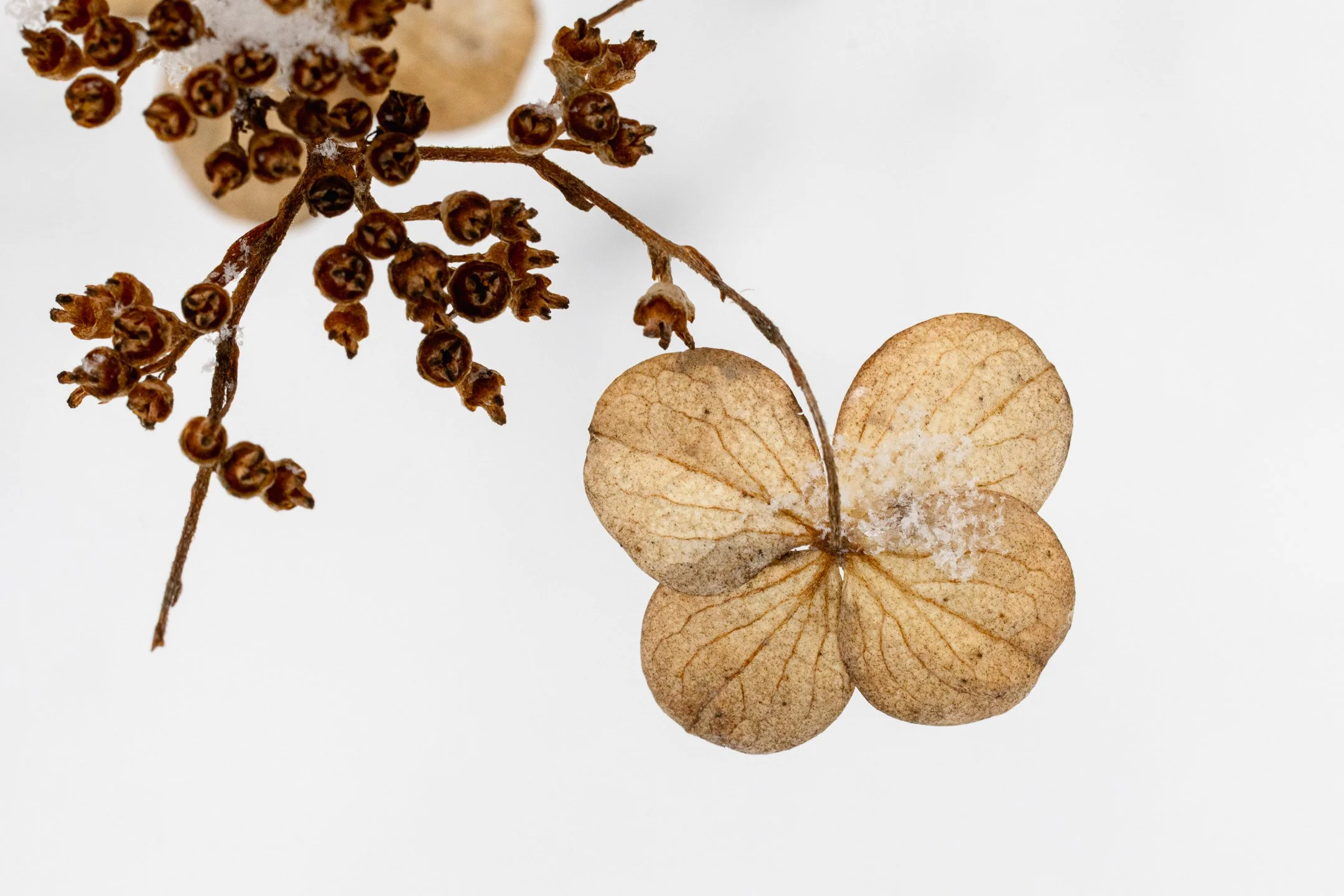 A | Hydrangea In The Snow | Norbert Kugele | Score: 18