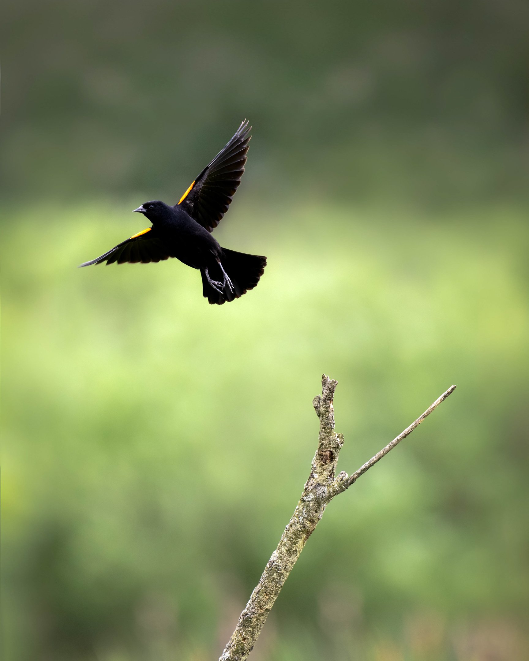 N | Red Wing Blackbird In Flight | Rebecca Humes | Score: 12