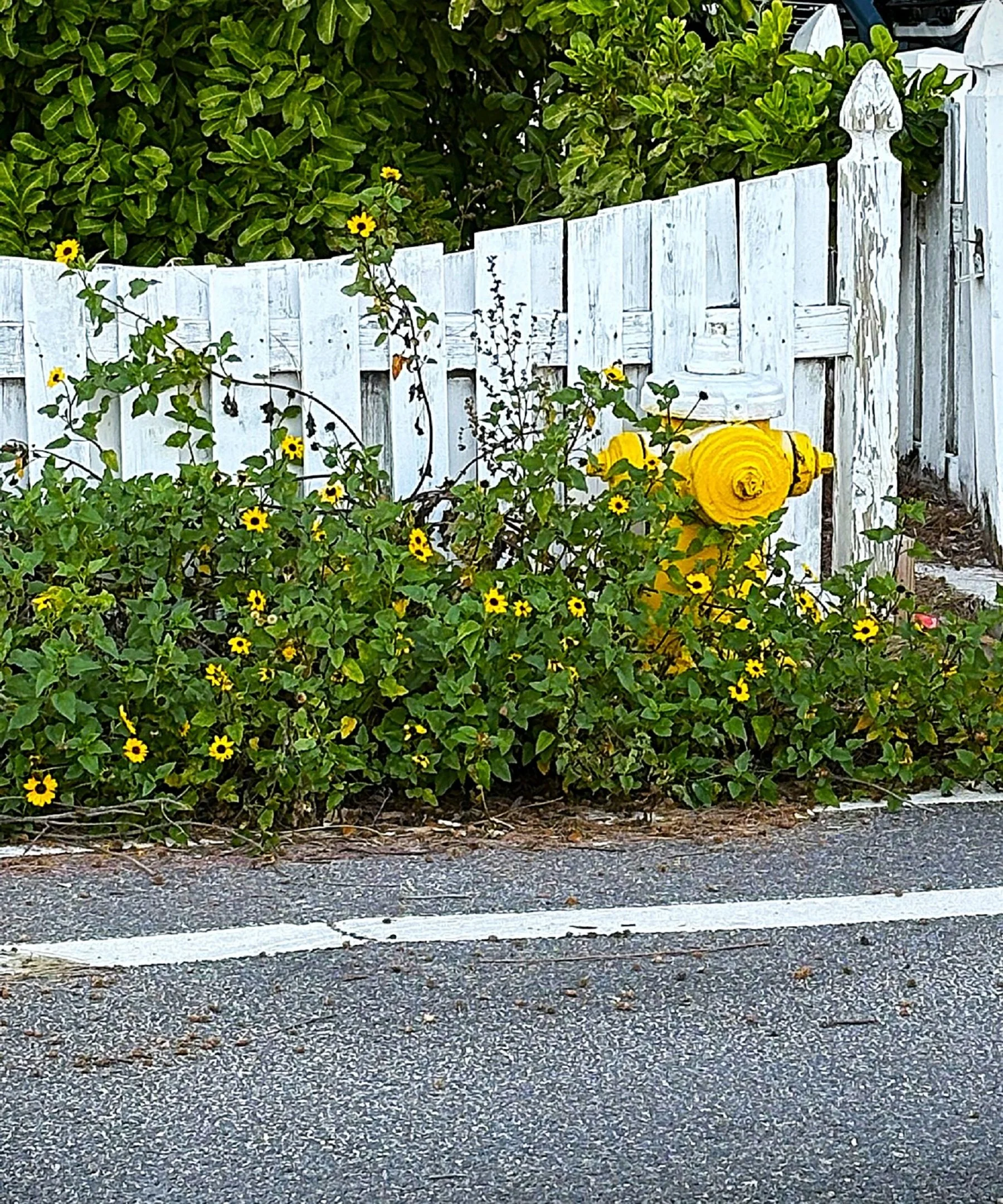 O | Hide-drant | Bill Ingraham | Score: 10