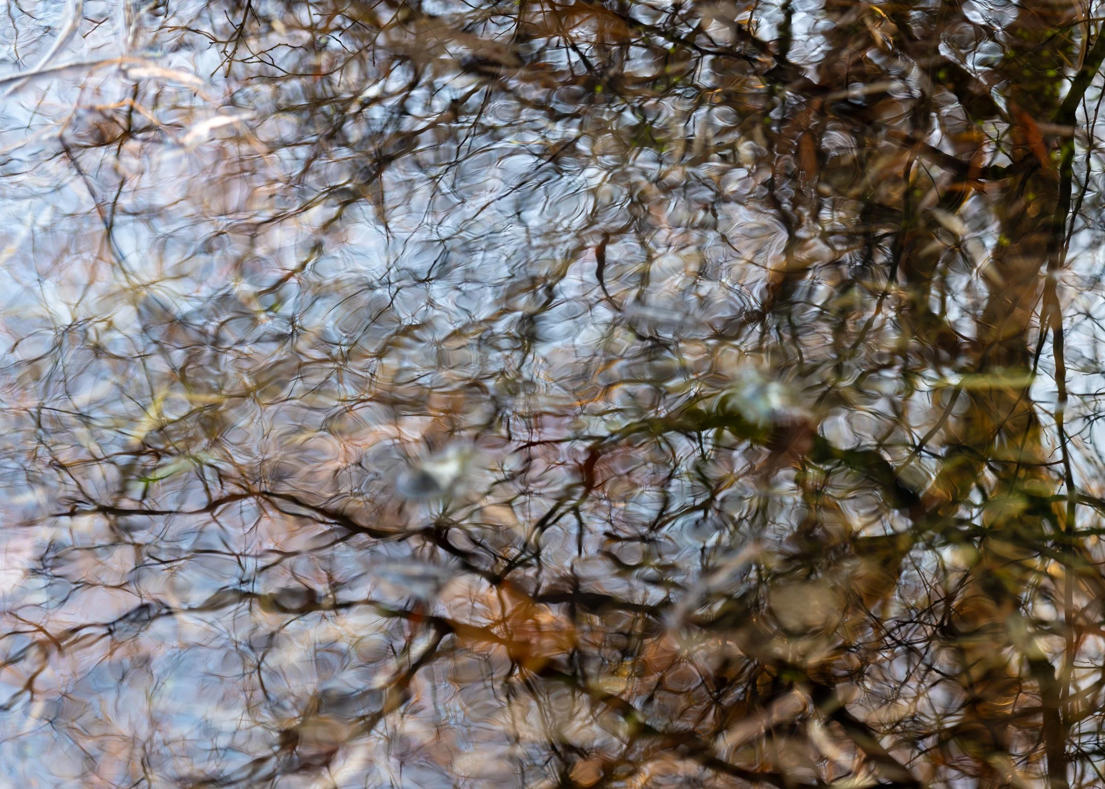 C | Pond Reflections | Kevin Tyrrell | Score: 20