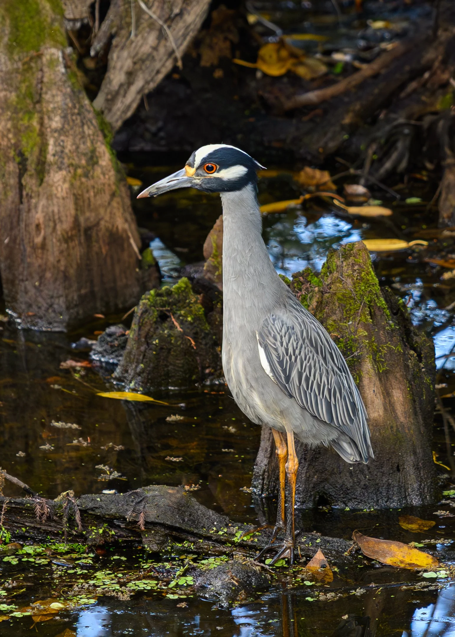N | Yellow Crowned Night Heron | Kevin Tyrrell | Score: 21