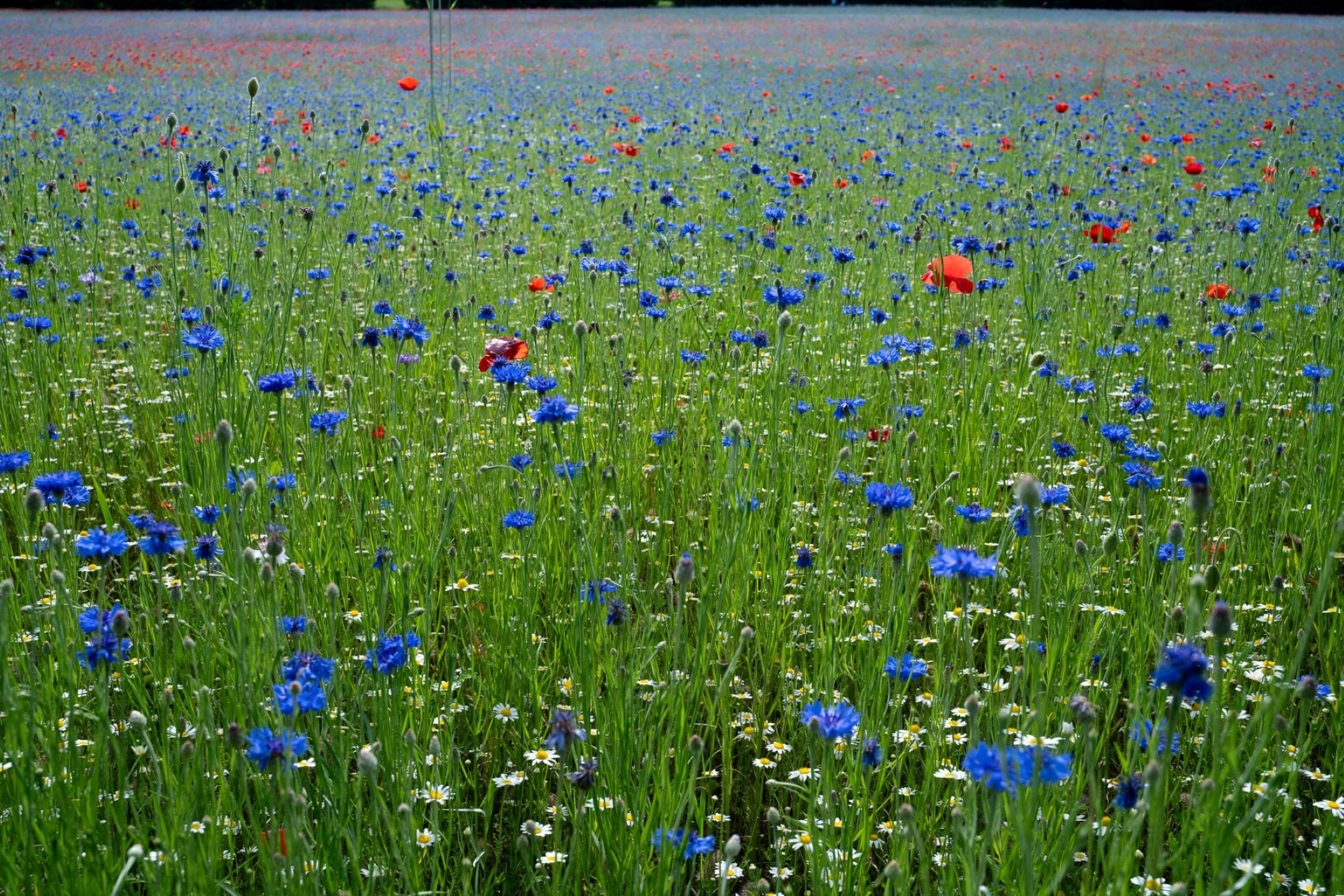 N | Poppy Field | Maddur Badarinath | Score: 16