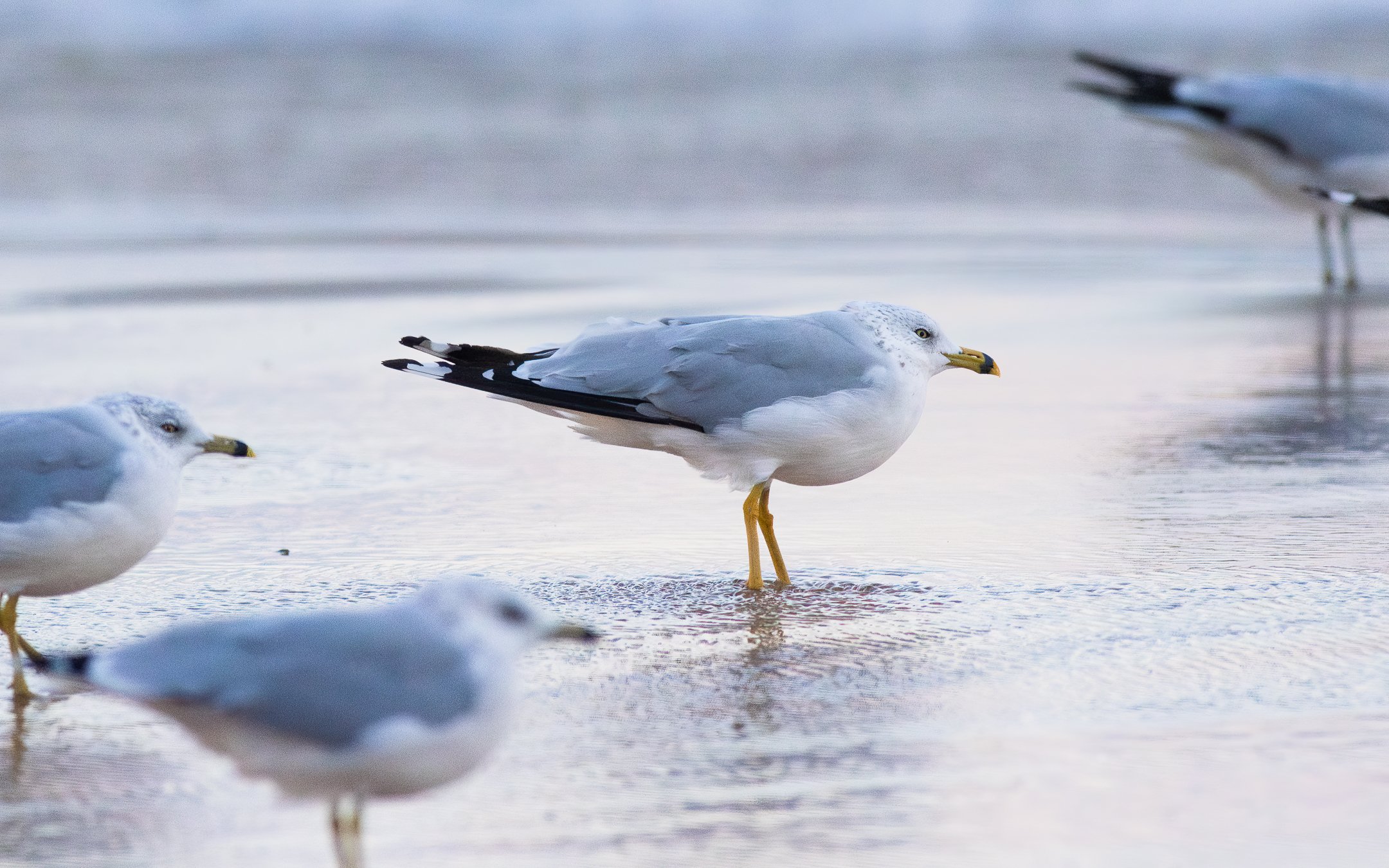 N | Stuck | Norbert Kugele | Score: 11