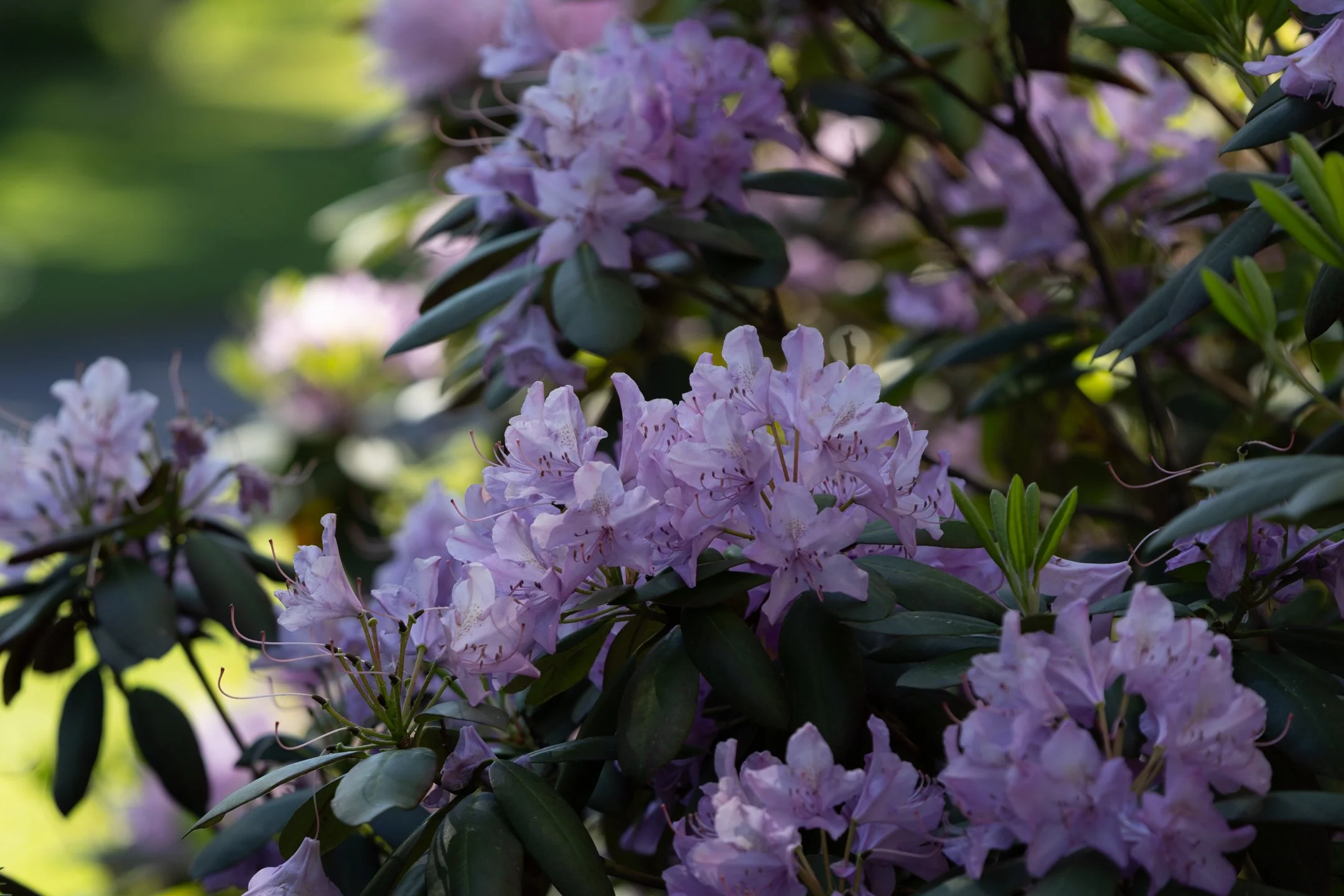 A | Rhodos | Becky Olson | Score: 15