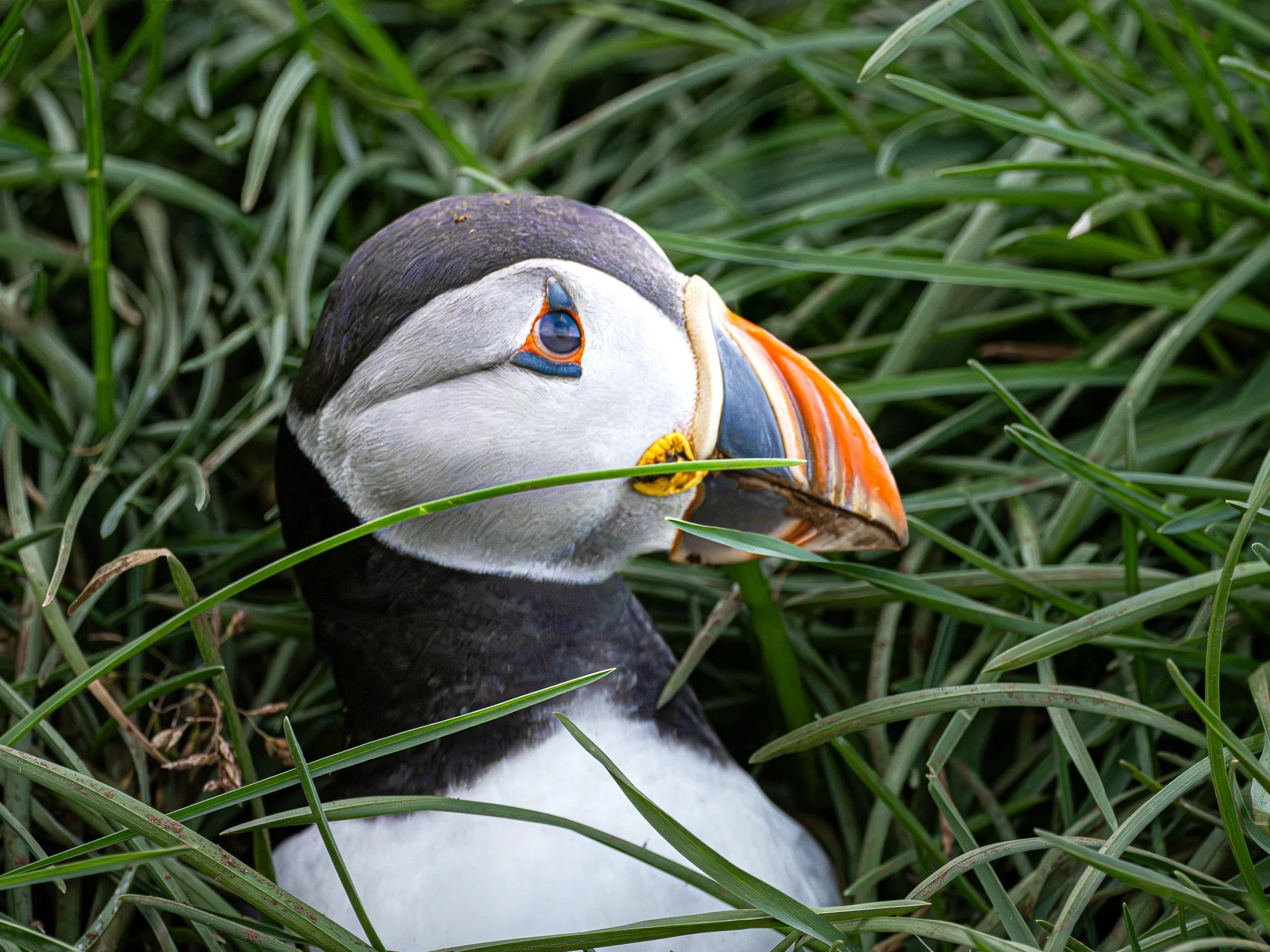 N | Puffin Iceland | Kathy Kendall | Score: 20