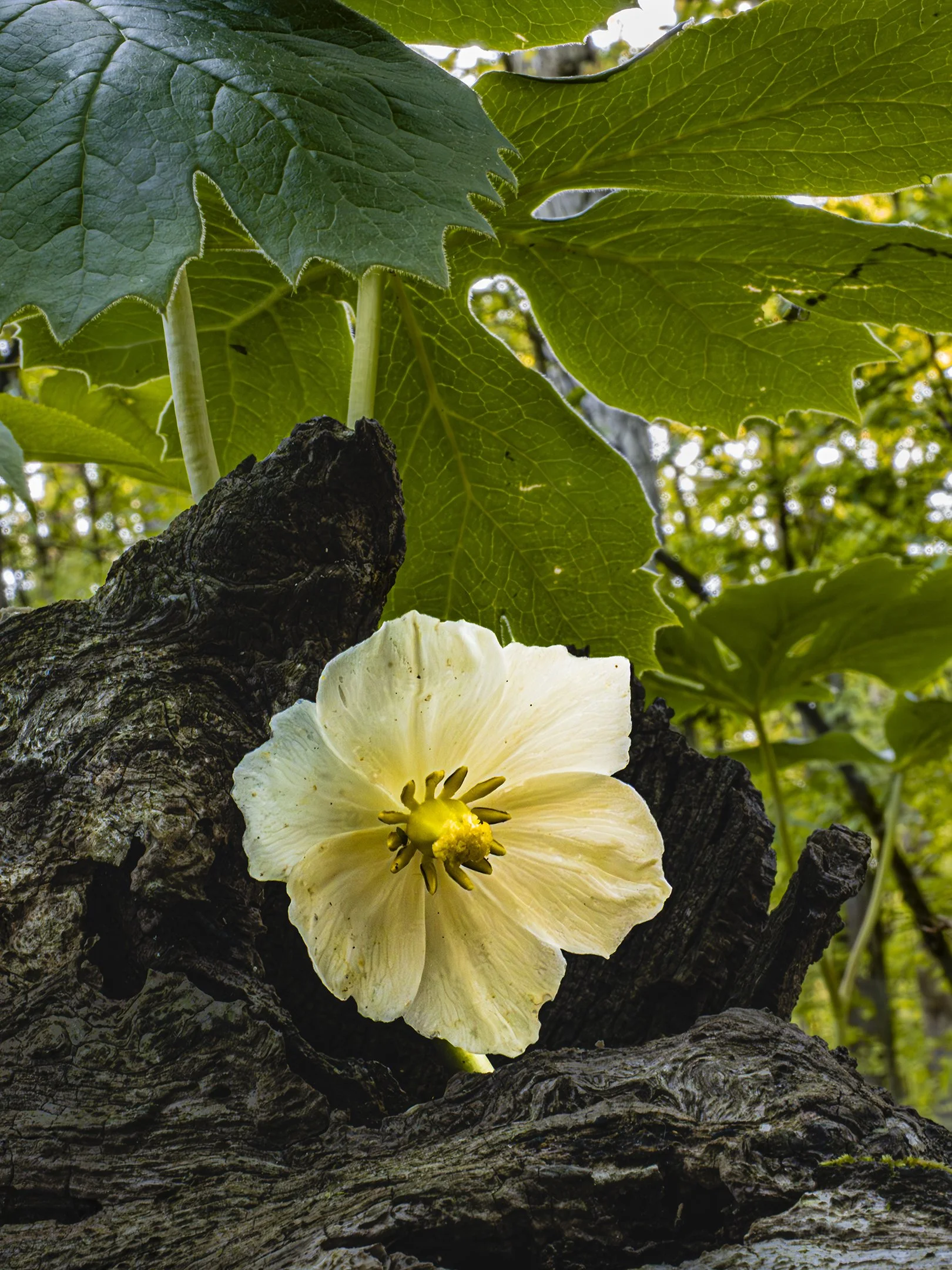 A | Sheltered May Apple | Dave Mitchell | Score: 15