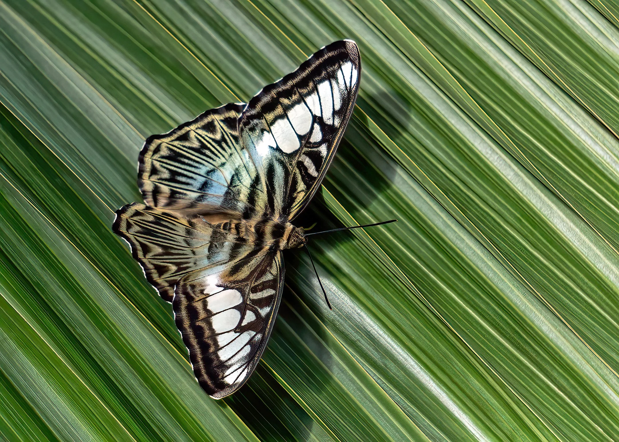 O | Clipper On Palm Leaf | Diane Charvat | Score: 23