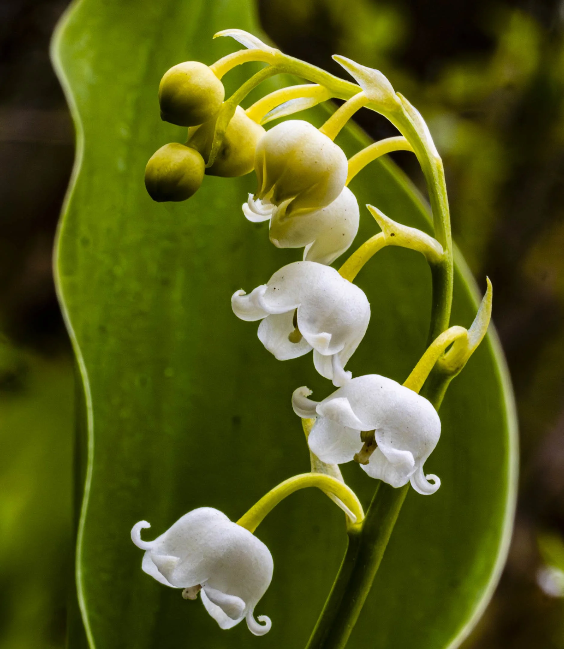 A | Delicate Lillies | Dave Mitchell | Score: 20