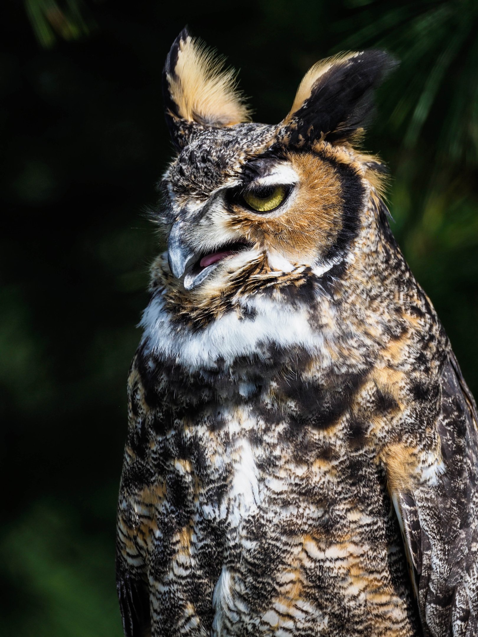 N | Great Ears | Diane Durand | Score: 12