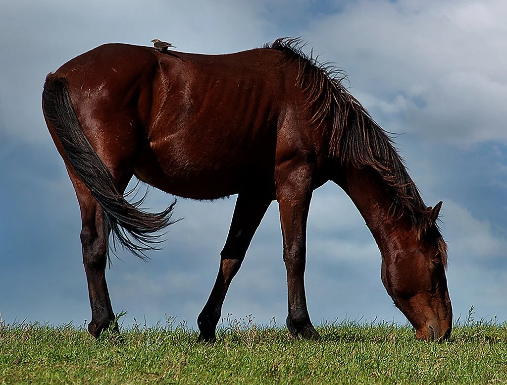 O | Horse and Rider | Mike Mitchell | Score: 11