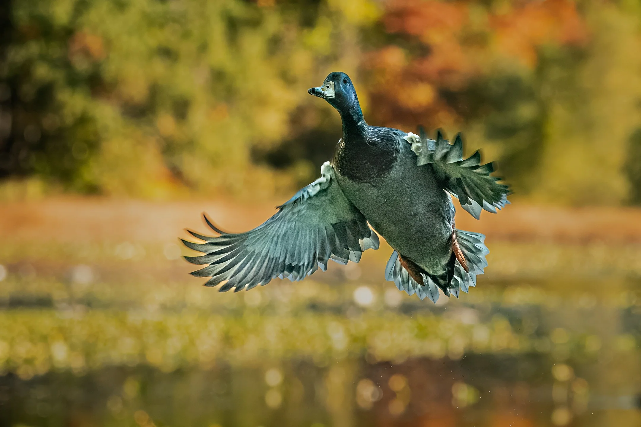 N | Final Approach | Ron DeHaan | Score: 13