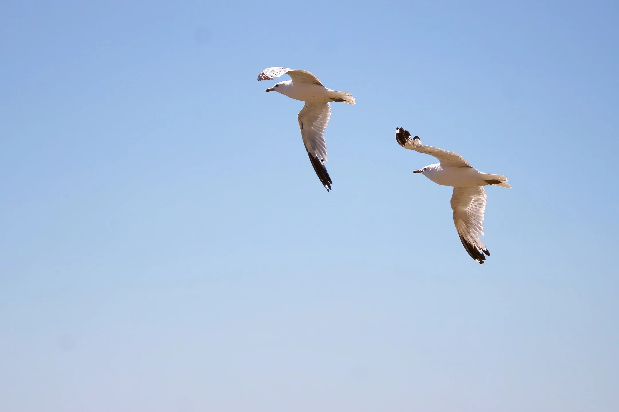 A | Brothers in Flight | Larry Howard | Score: 18