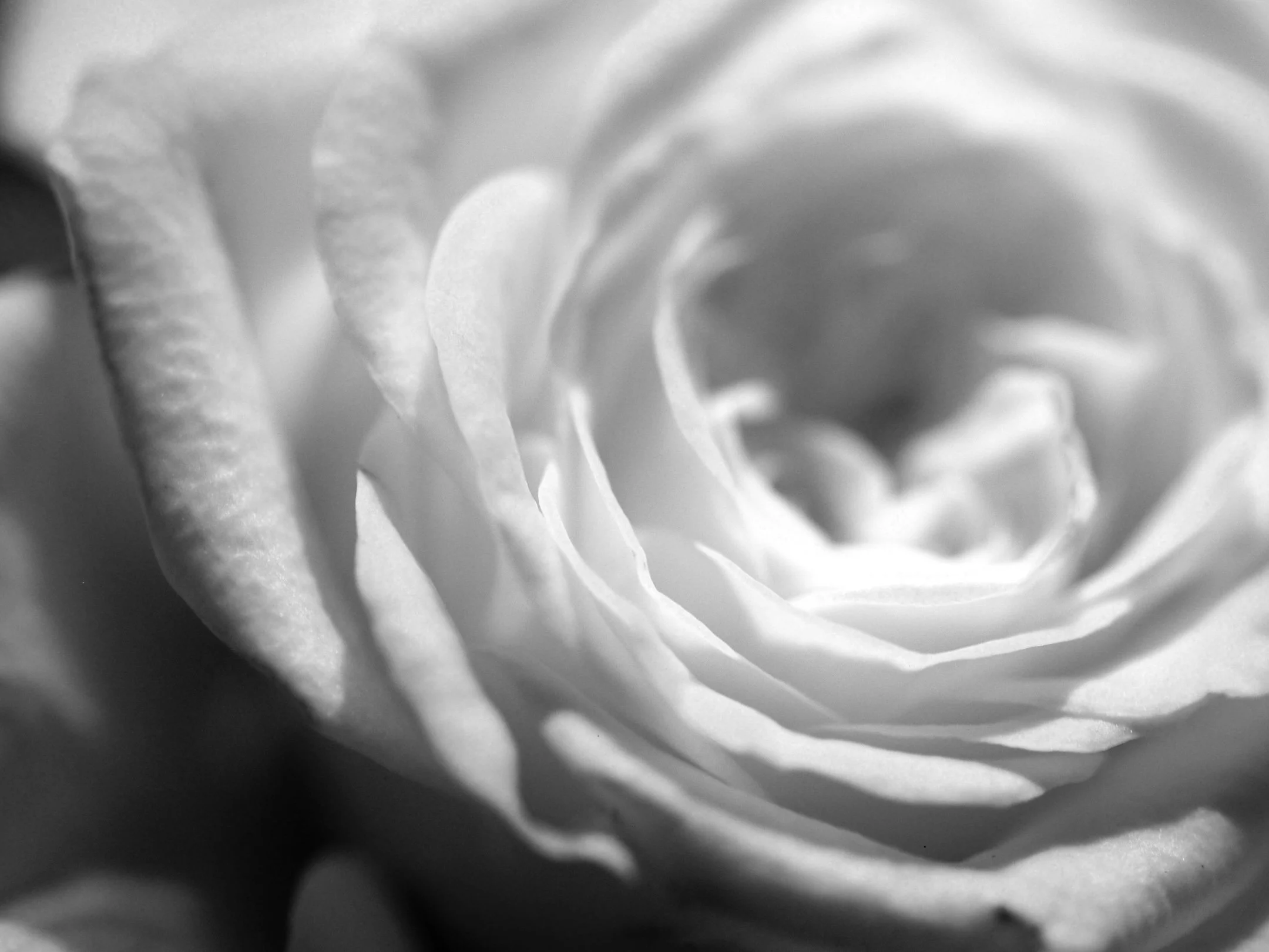 A | Monochrome Rose | Diane Durand | Score: 18