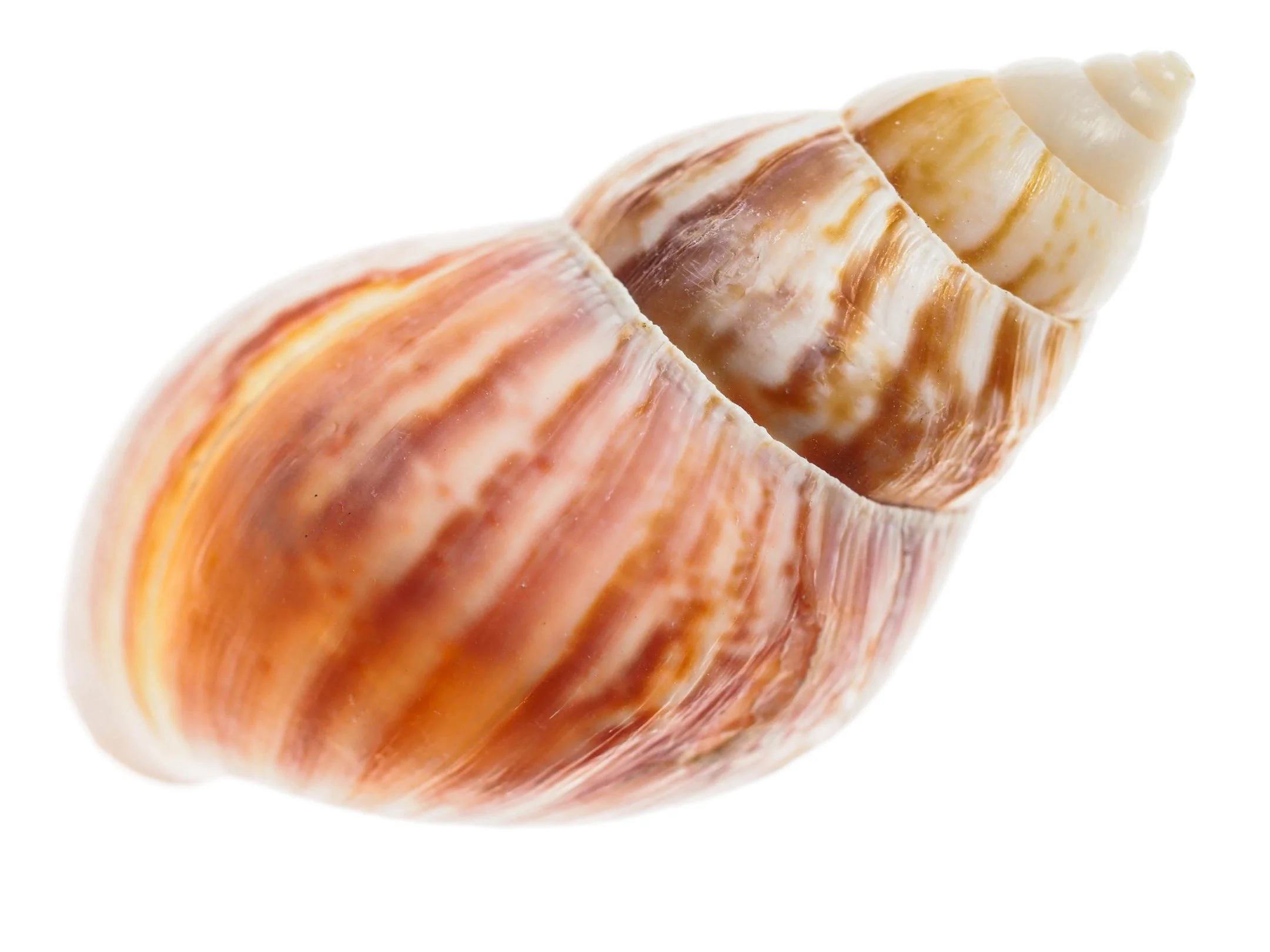 A | Sea Shell | Diane Durand | Score: 17