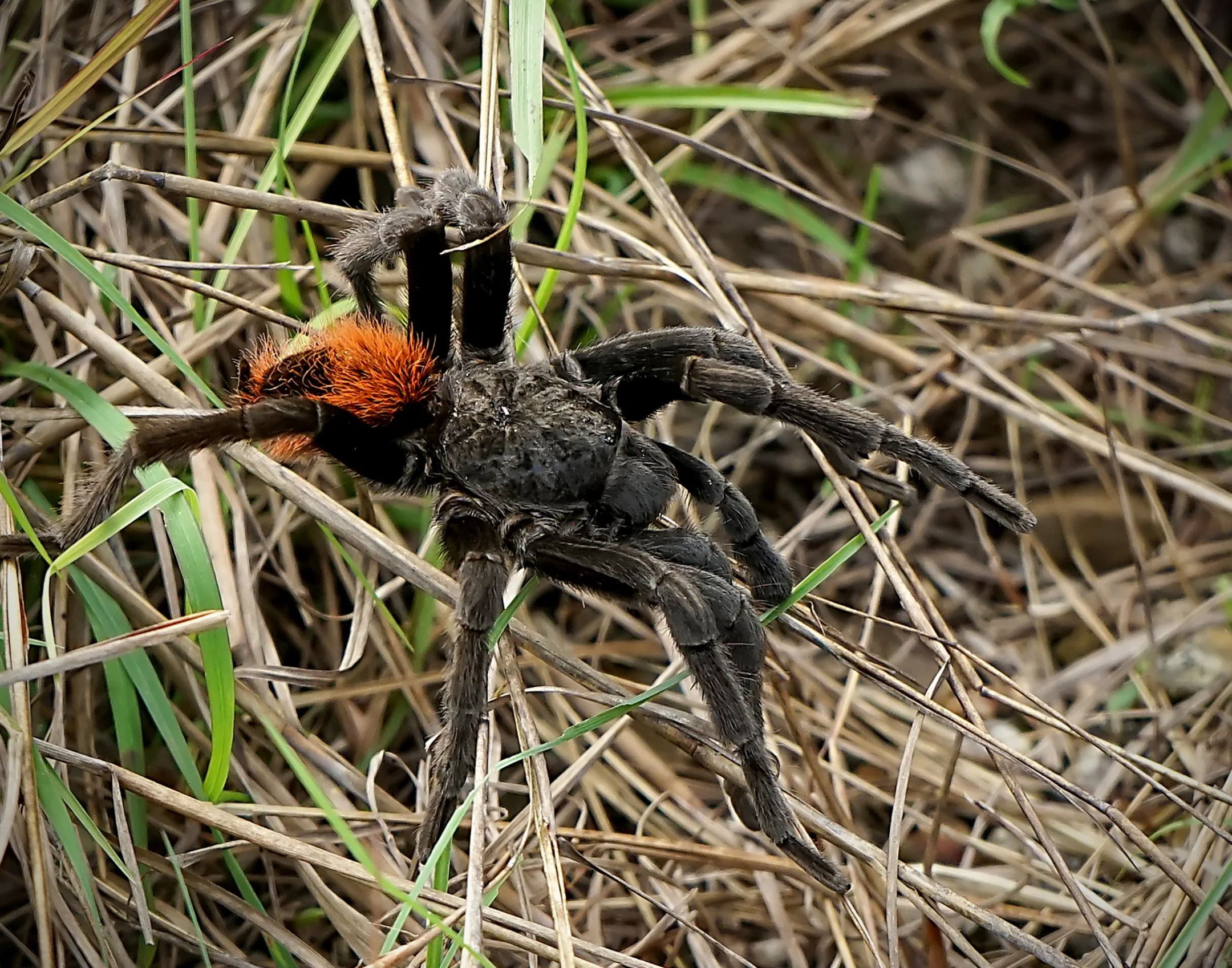 A | S is for Spider | Della Landheer | Score: 12