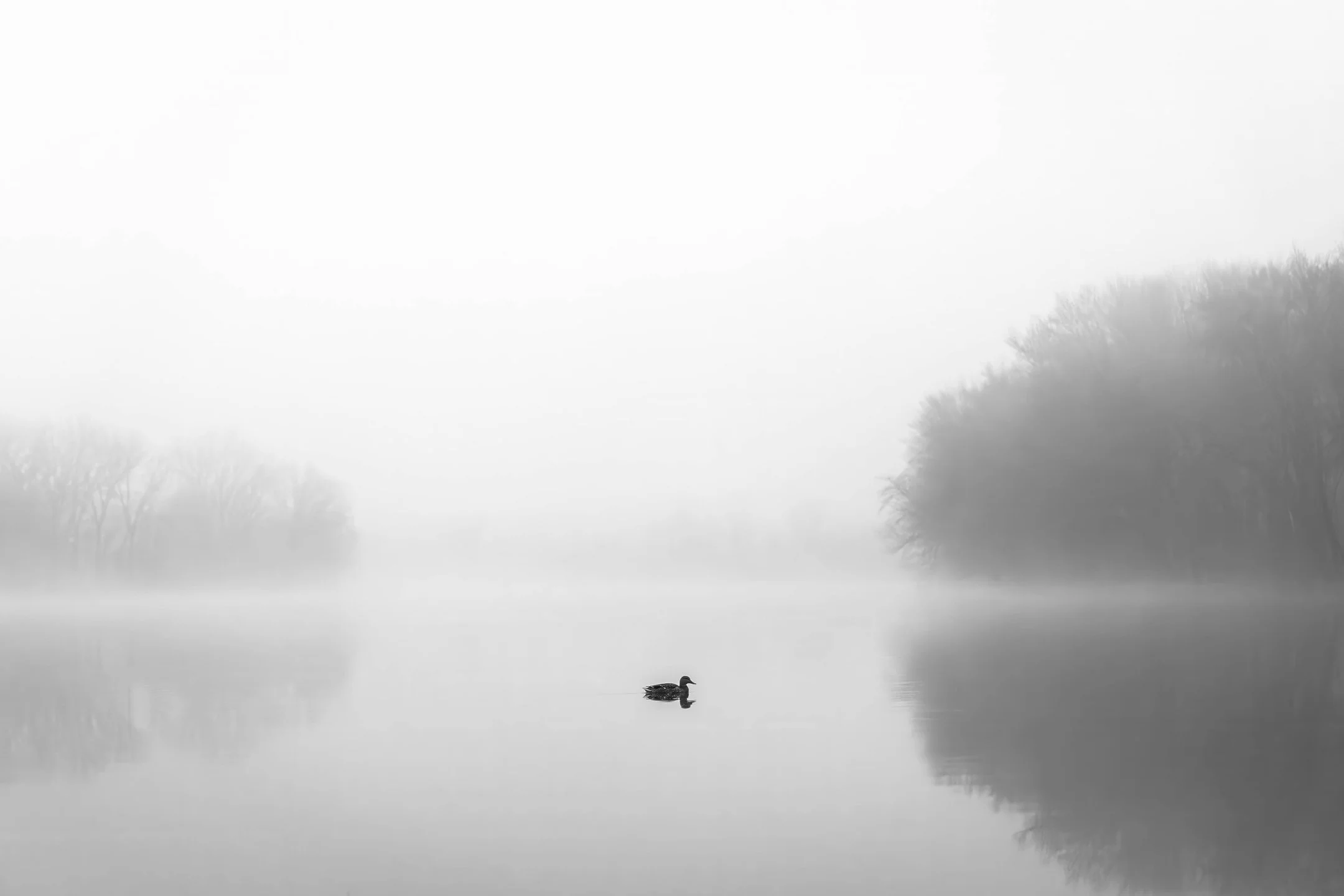 M | Foggy Morning | Rebecca Humes | Score: 13