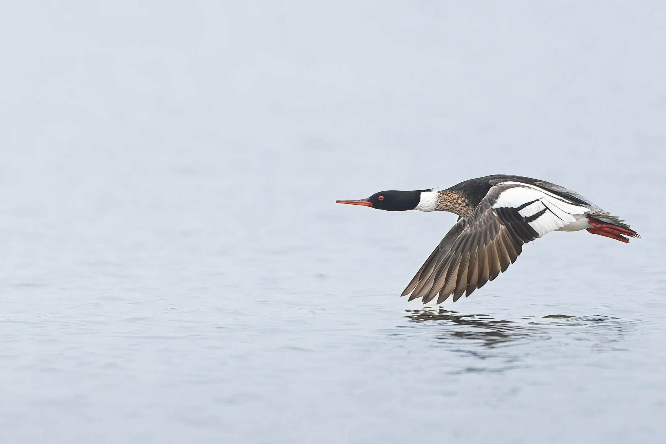 A | Red-Breasted Merganser | Joe Mancy | Score: 22